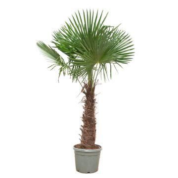 Trachycarpus Fortunei – Hanfpalme – 240-270cm – Ø55cm