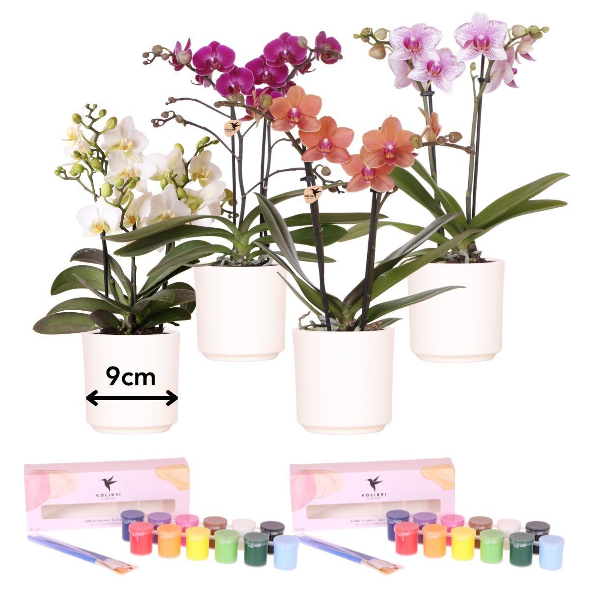 Kolibri Orchidee Kreativ-Set zum Gestalten von Blumentöpfen