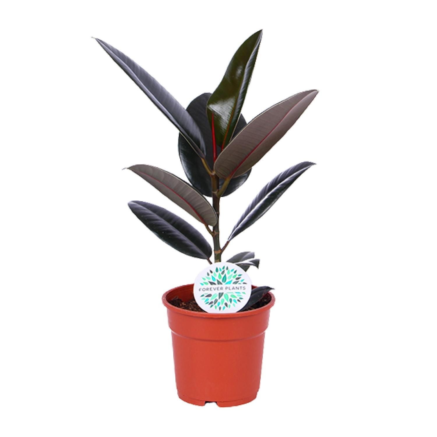 Ficus Elastica Abidjan Zimmerpflanze