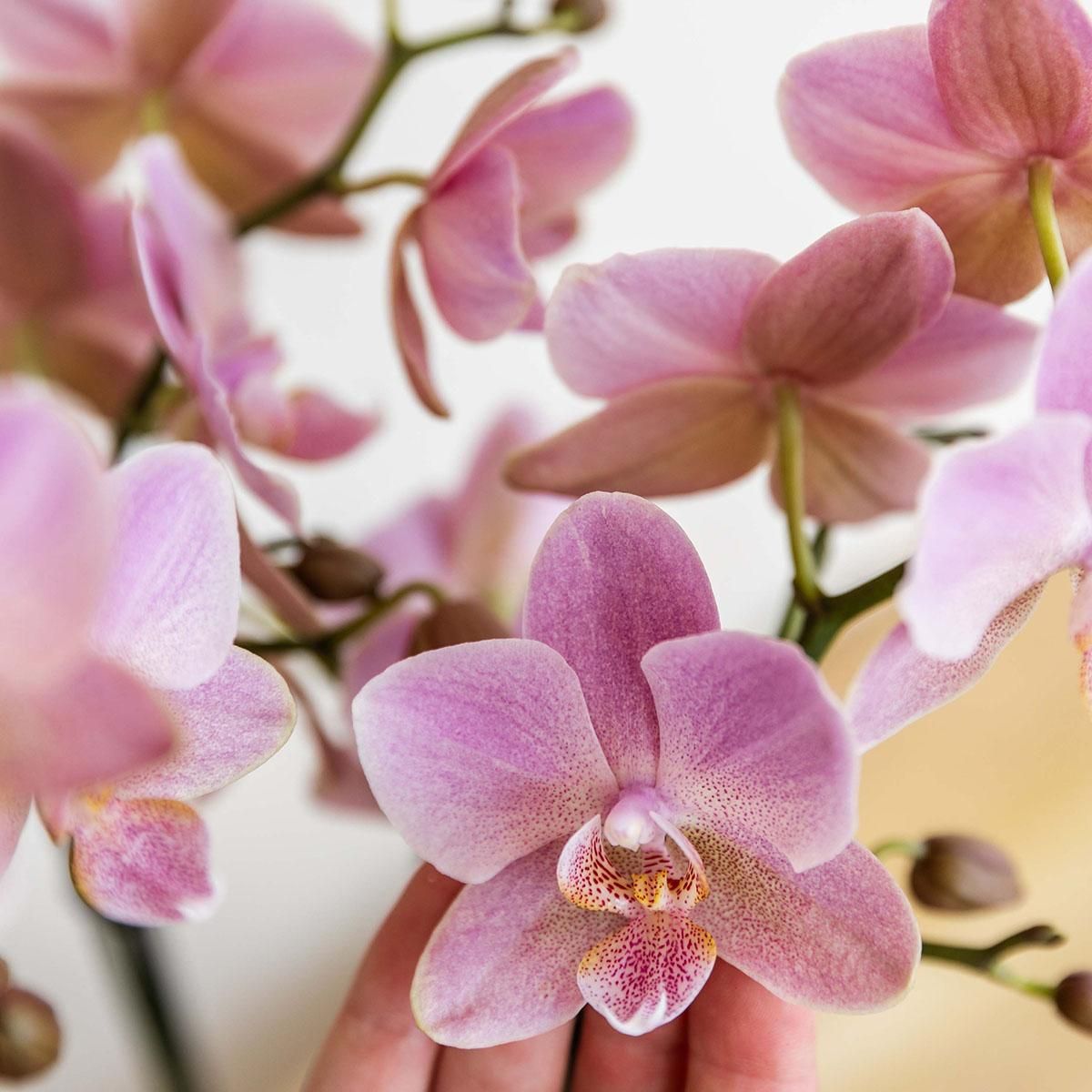 Phalaenopsis Orchidee Treviso in Altrosa