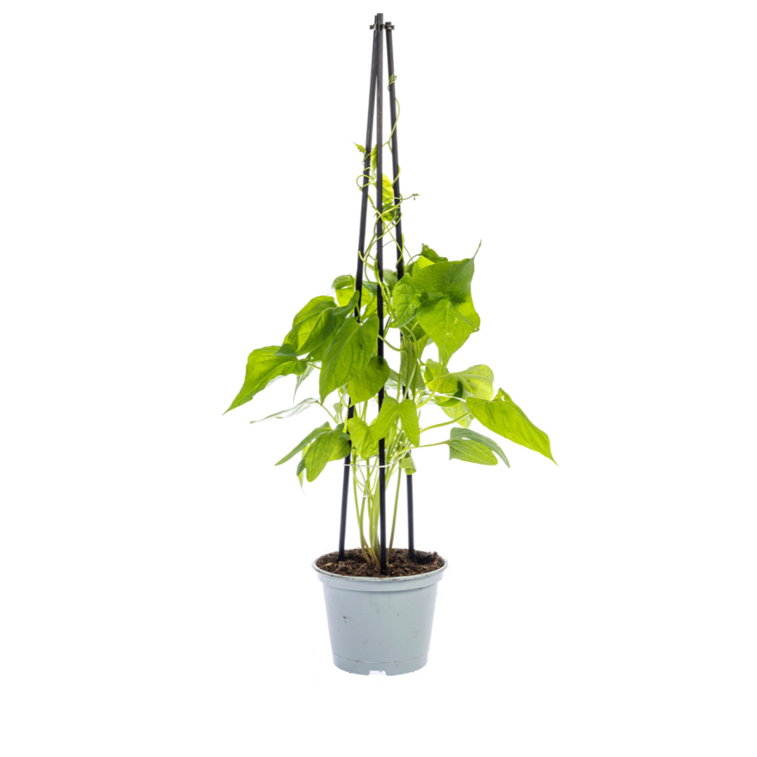 Ipomoea tricolor Heavenly Blue - Ø13 cm - ↕60 cm - 4er Set
