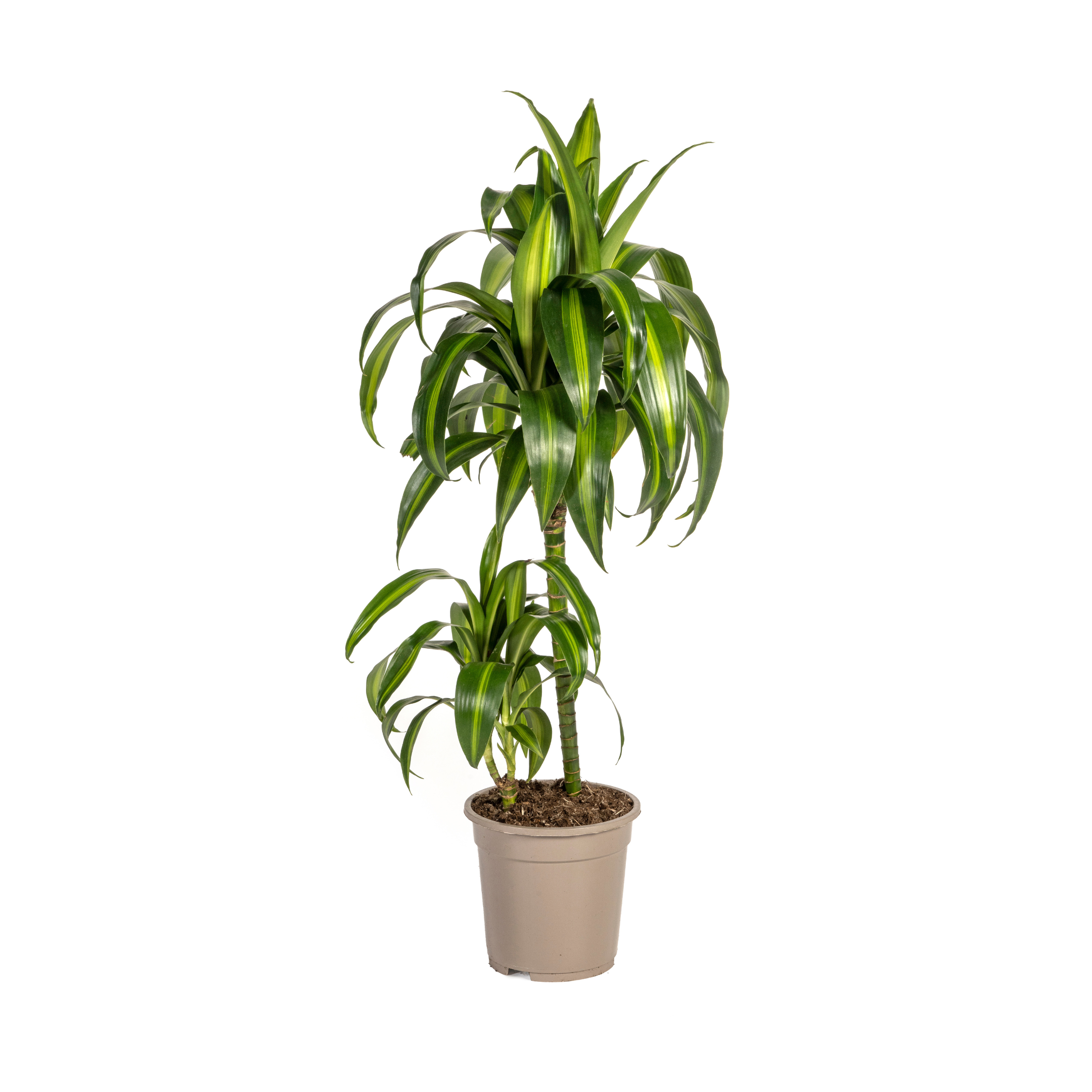 Drachenbaum Hawaiian Sunshine – 19cm Topfgröße – 70-90cm Hoch