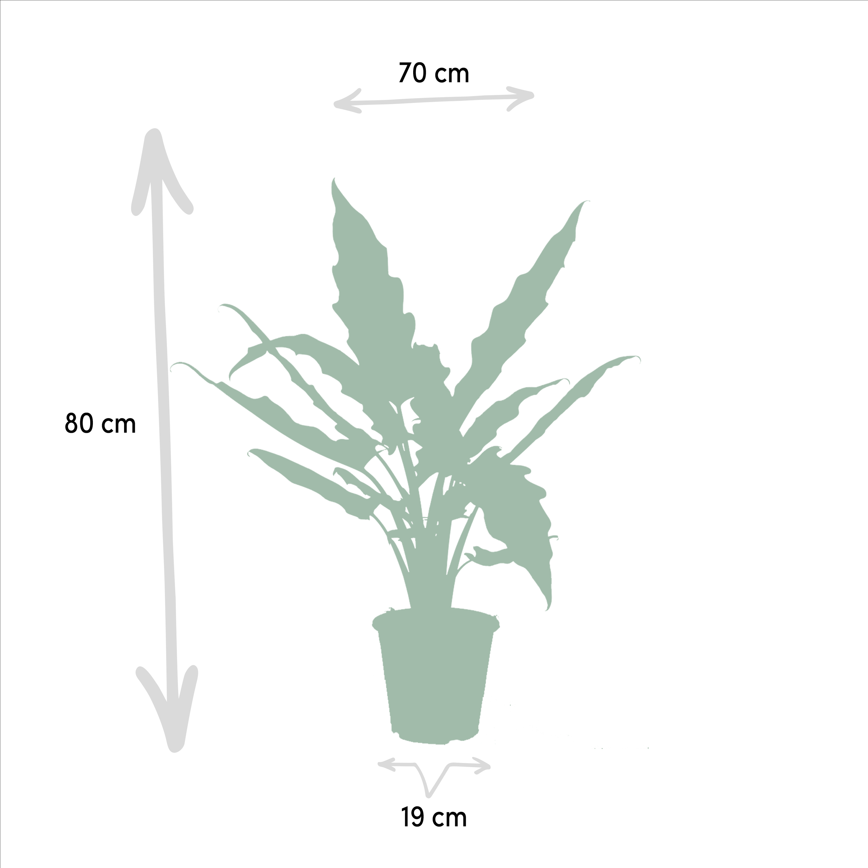 Alocasia Cucullata Zimmerpflanze mit Herzförmigen Blättern