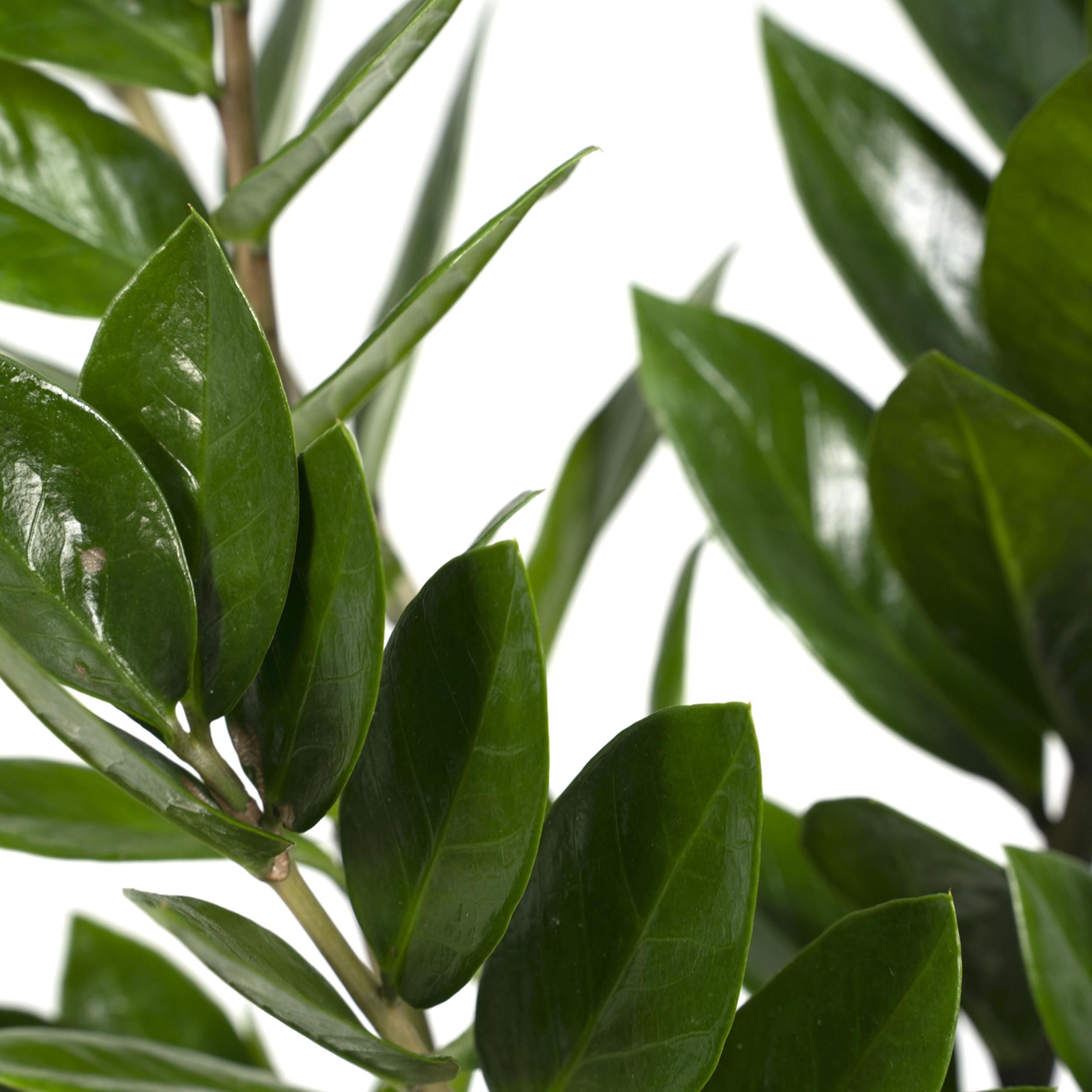 Zamioculcas Zamiifolia Zimmerpflanze