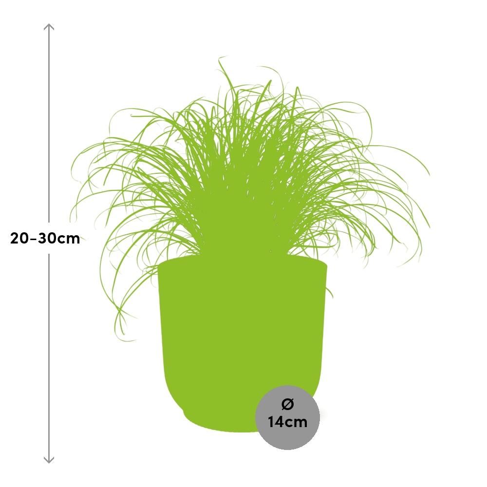 Cyperus alternifolius Schirmschilf Zimmerpflanze in Rosa Dekopot