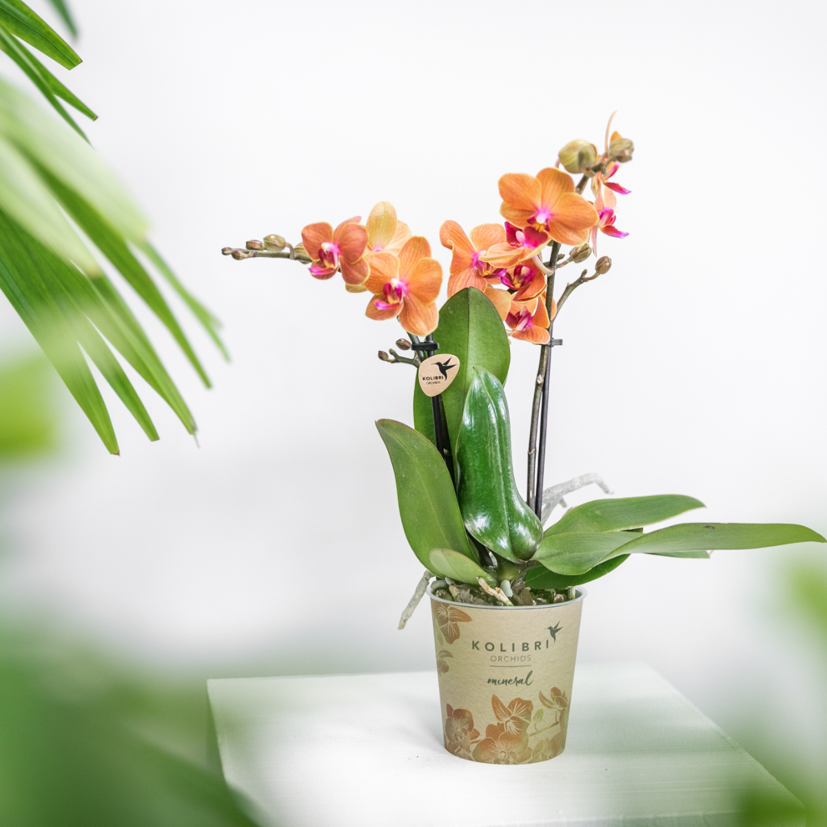 Phalaenopsis Orchidee Bolzano in Leuchtendem Orange