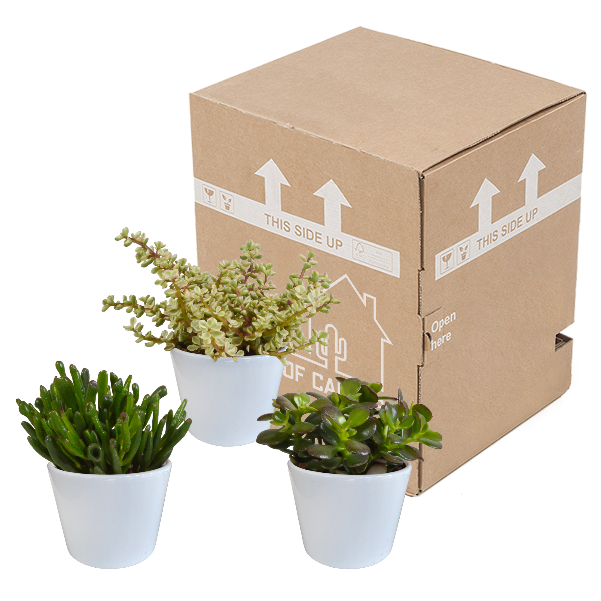 Crassula Mix in Weißem Übertopf