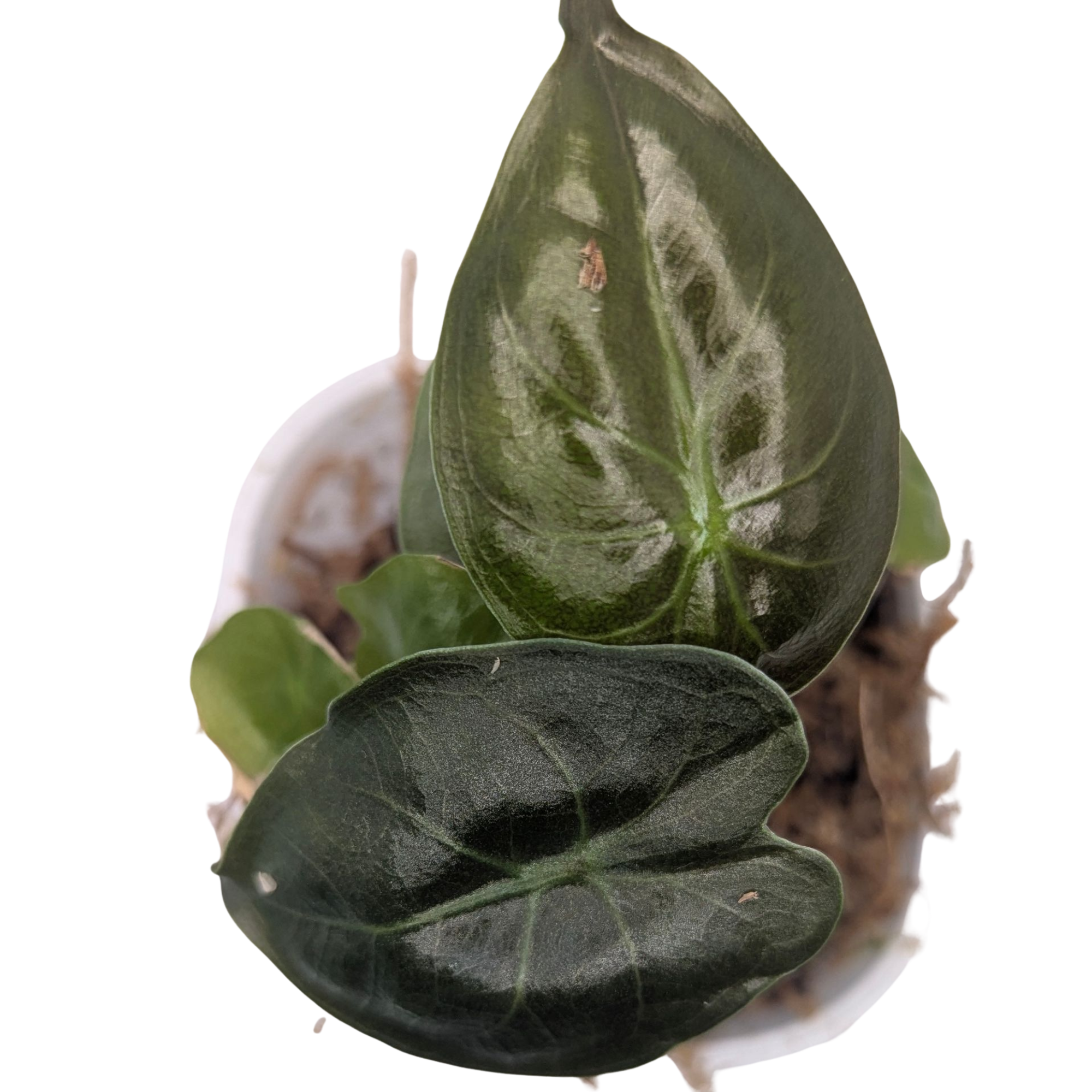 Baby Alocasia wentii + selbstbewässernder Übertopf