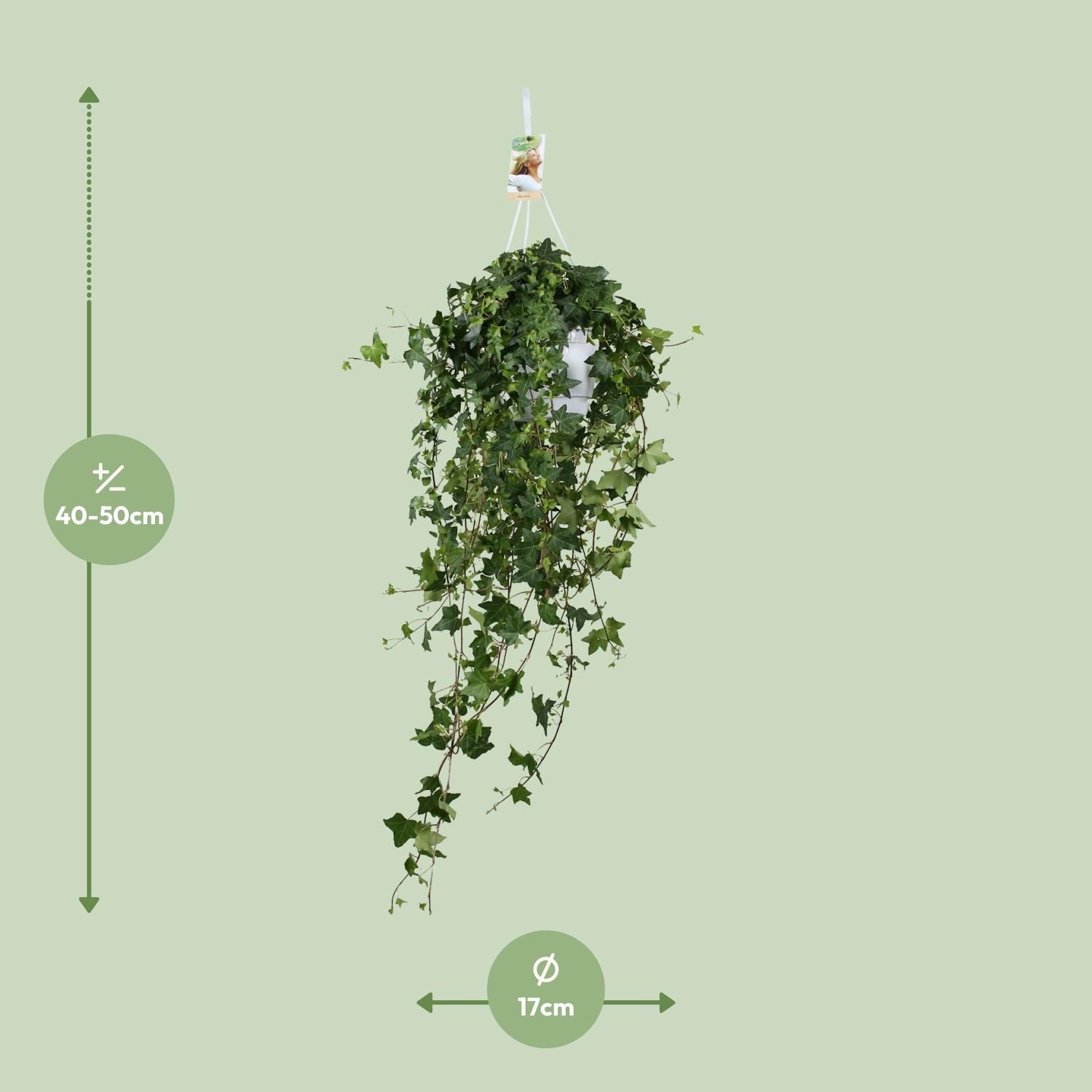 Efeu Hedera Helix - Hängepflanze mit üppigem Grün