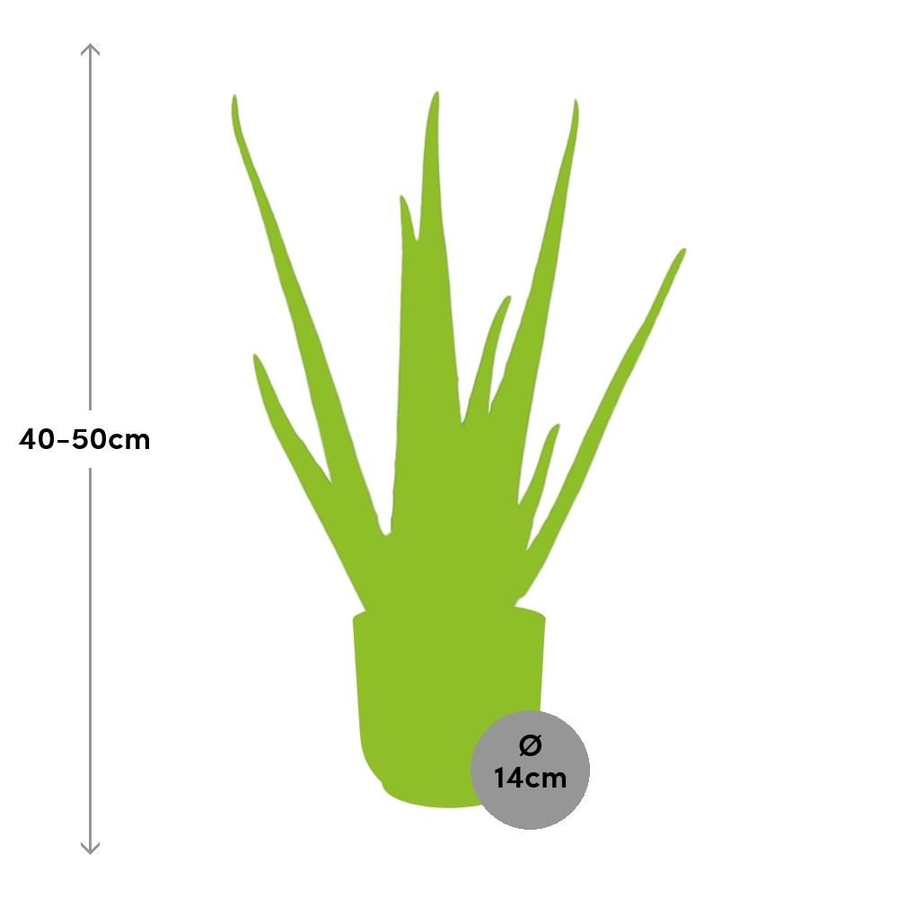 Aloe Vera Zimmerpflanze in ELHO Vibes Fold Gelb