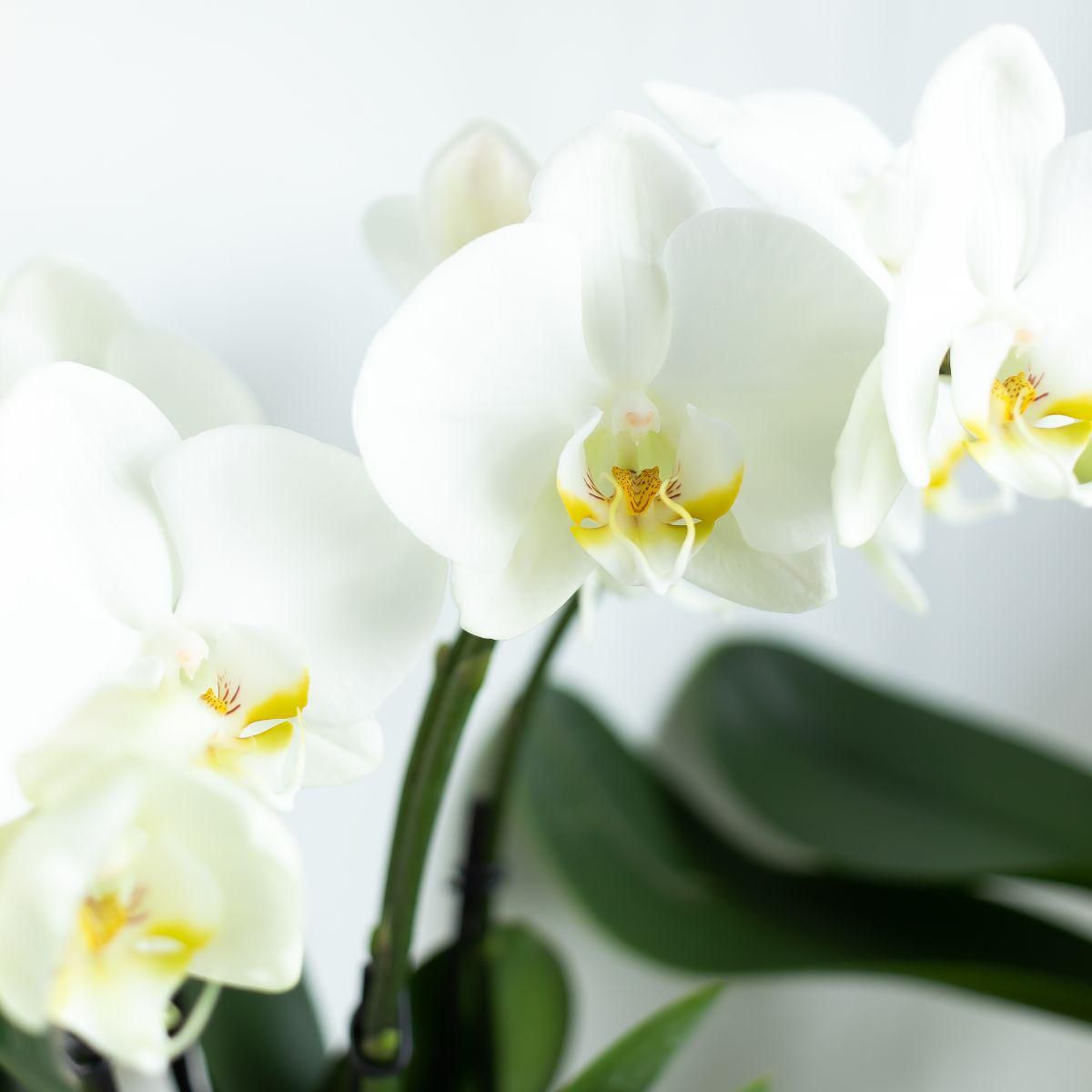 Weiße Phalaenopsis Orchidee Jewel Ghent