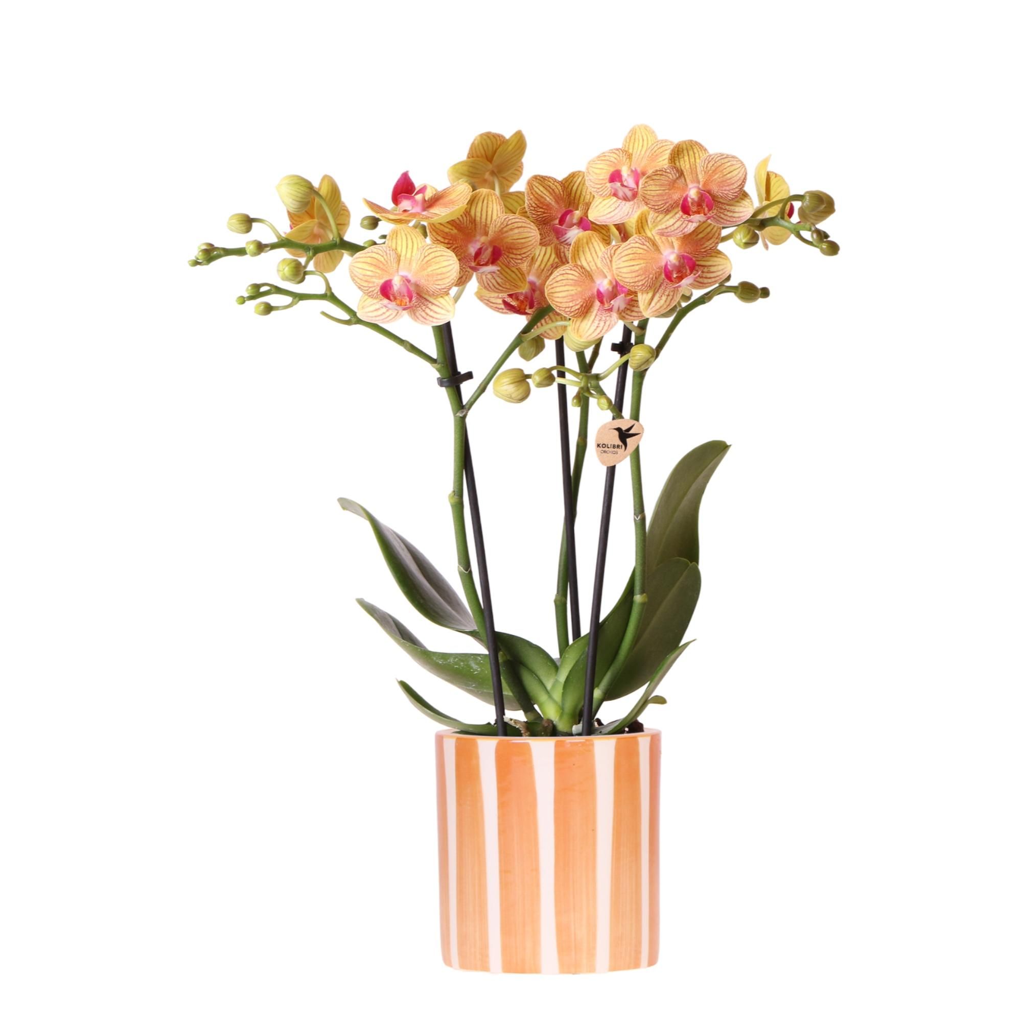 Orange Phalaenopsis Orchidee – Blühende Zimmerpflanze – Ø9cm Topf