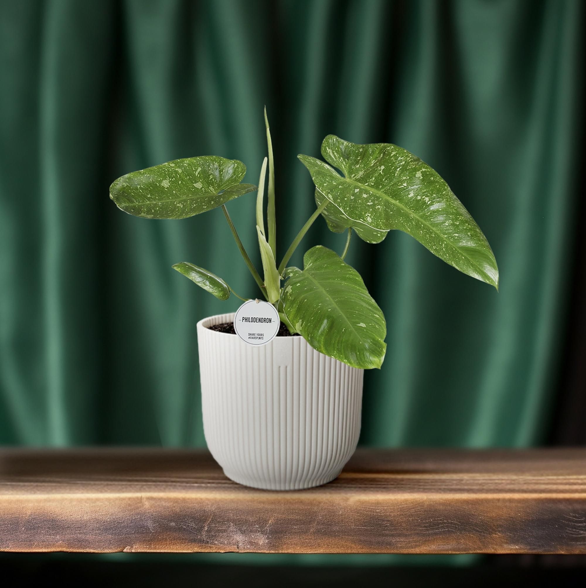 Philodendron Jose Buono – XL Größe – Beliebte Zimmerpflanze