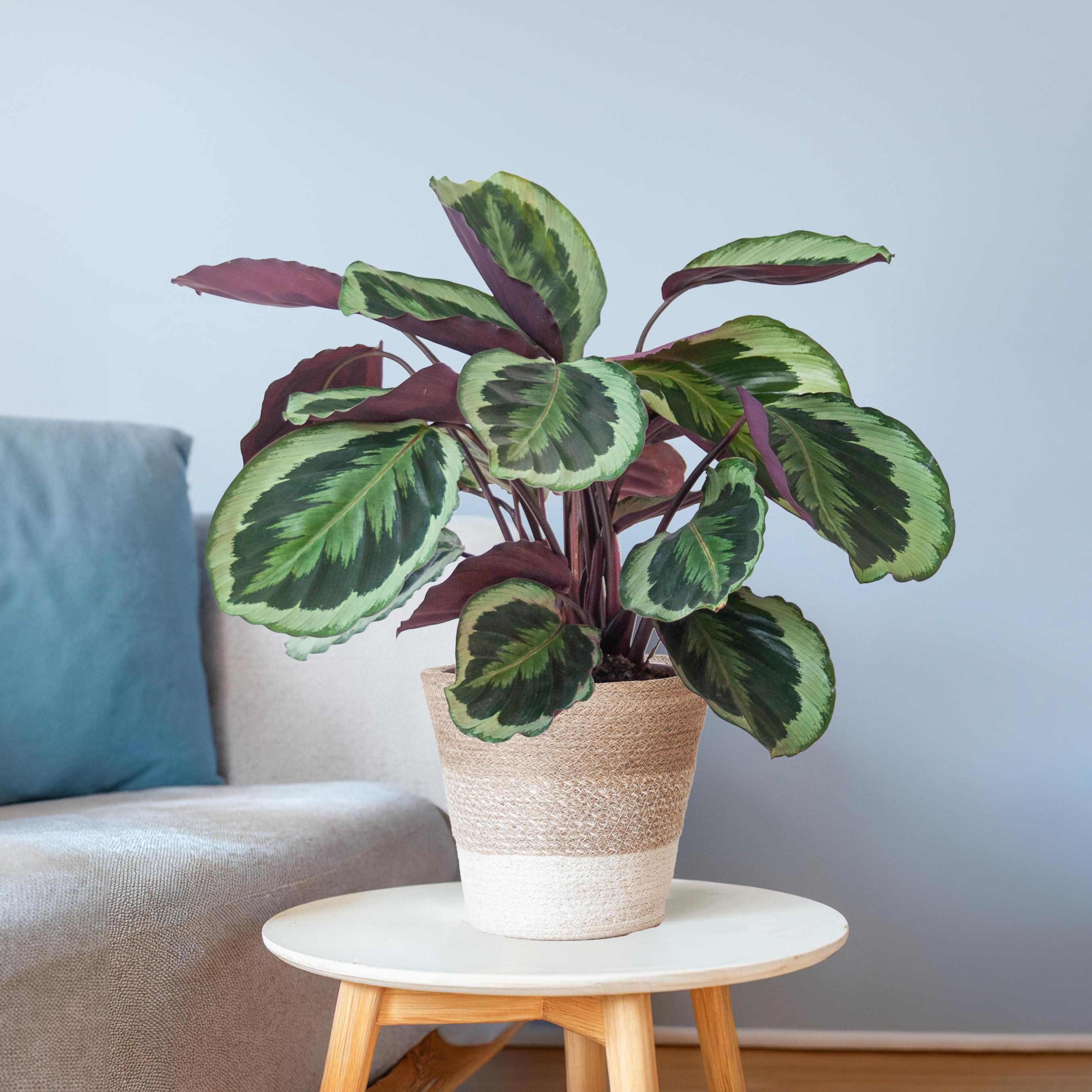 Calathea Medaillon Zimmerpflanze mit weißem Lissabon-Korb
