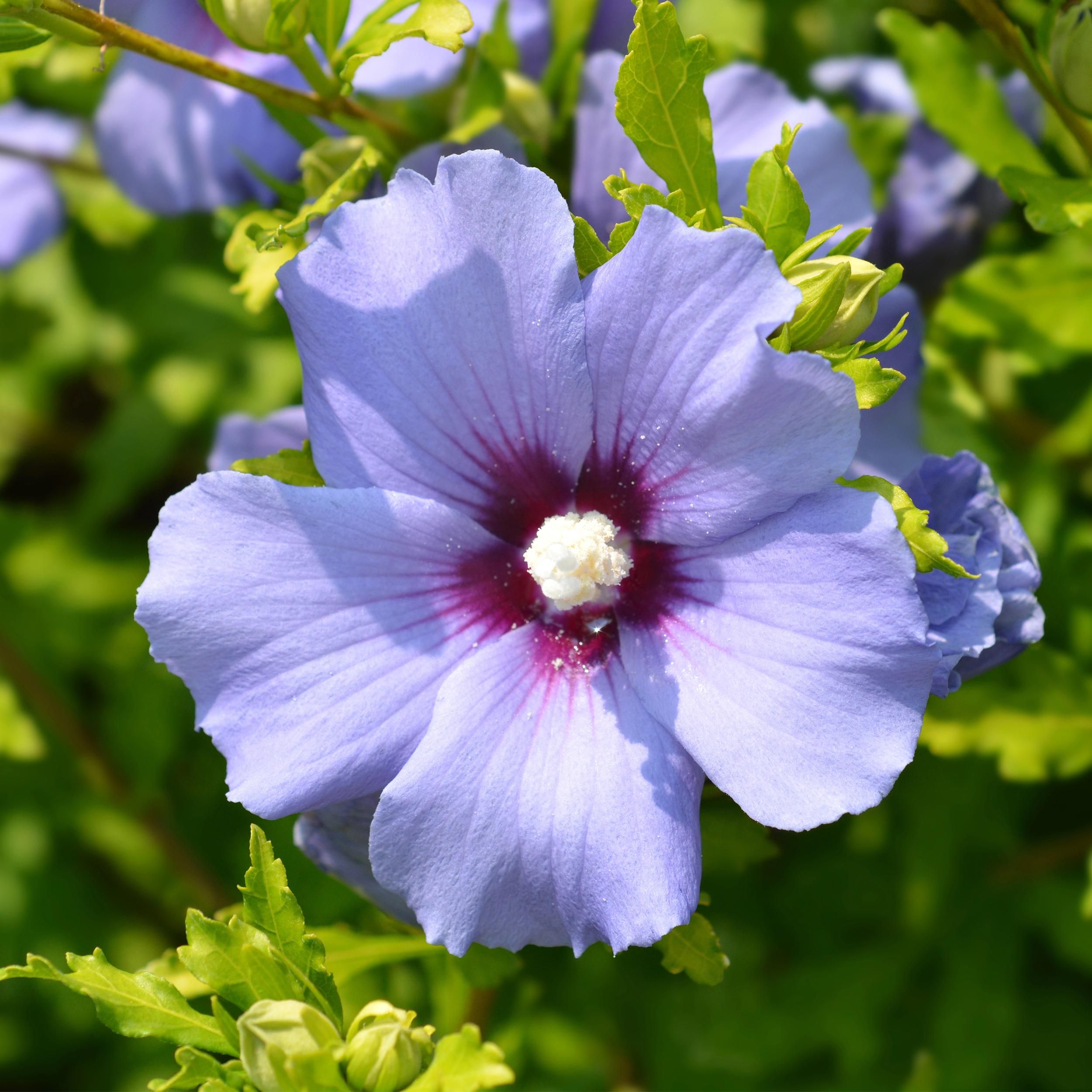 Hibiscus syriacus 'Oiseau Bleu' – Blaue Blüten | Wenig Pflege | Laubabwerfend