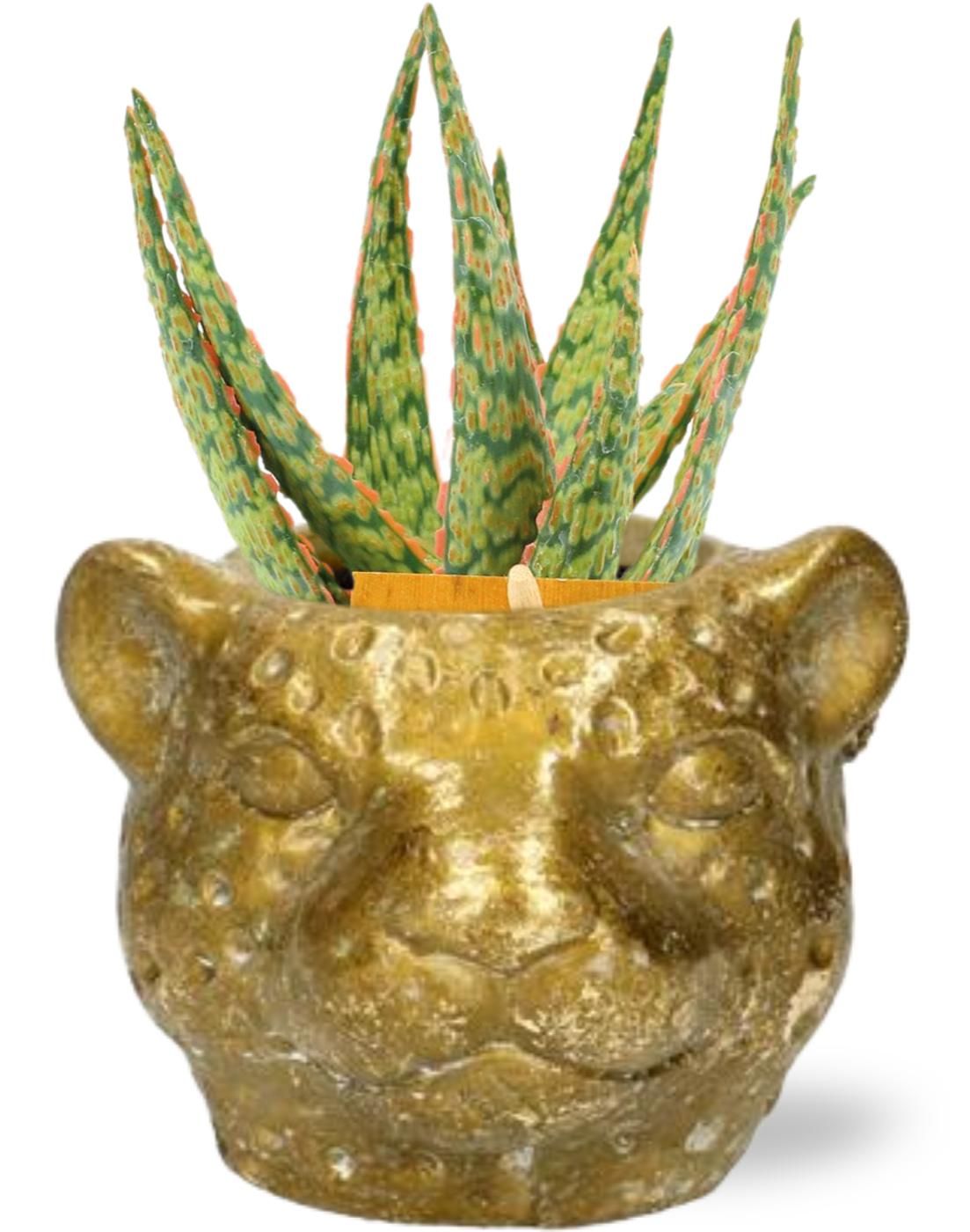 Aloe Hybride – Ø10,5cm – Inklusive Goldener Leopard Planter