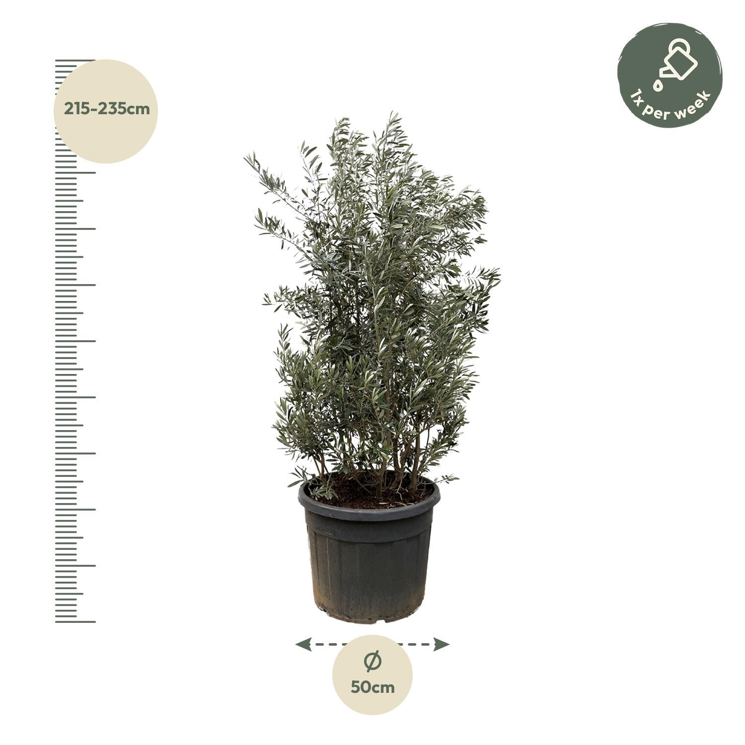 Eleganter Olivenbaum Olea Europaea