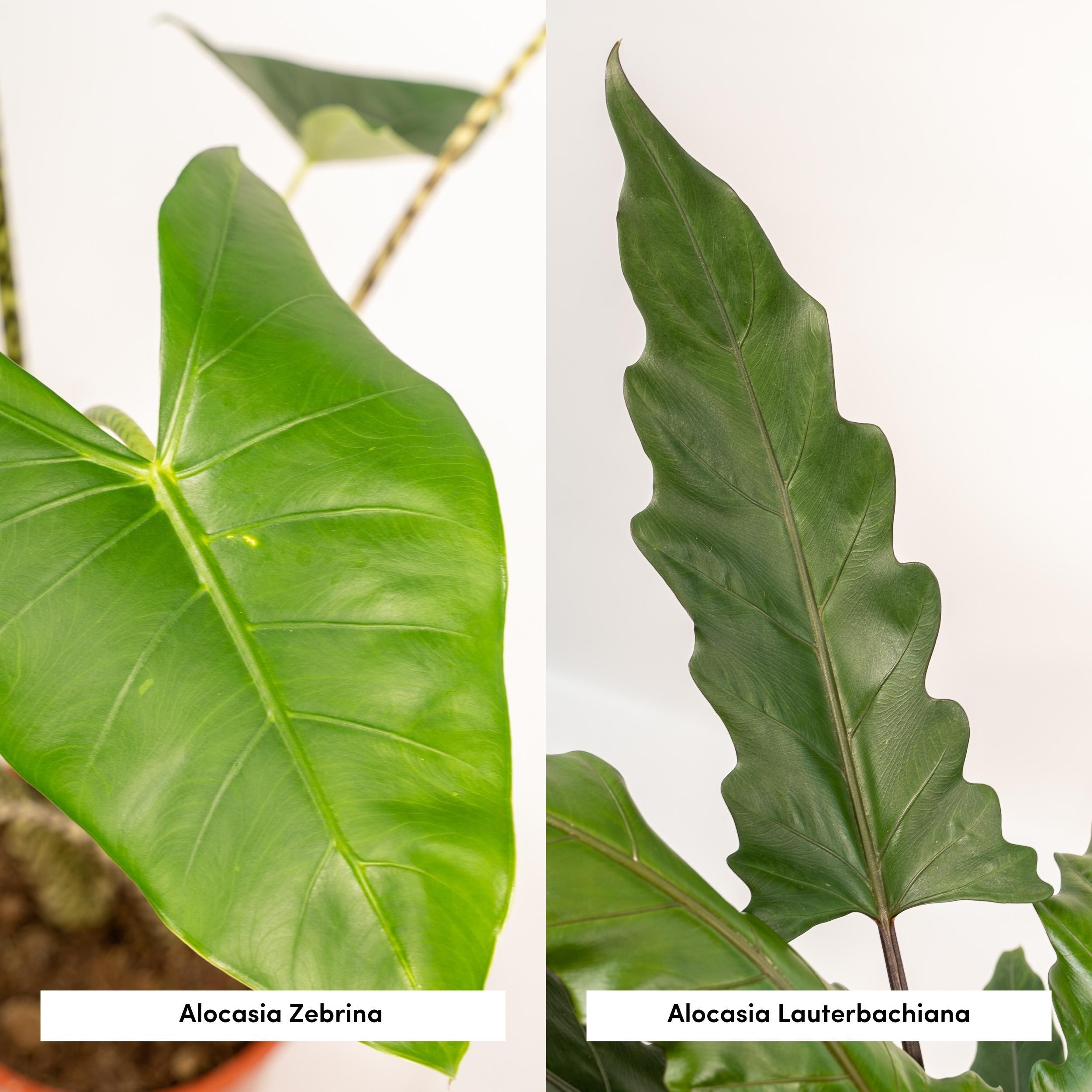 Alocasia Zebrina und Alocasia Lauterbachiana Zimmerpflanzen