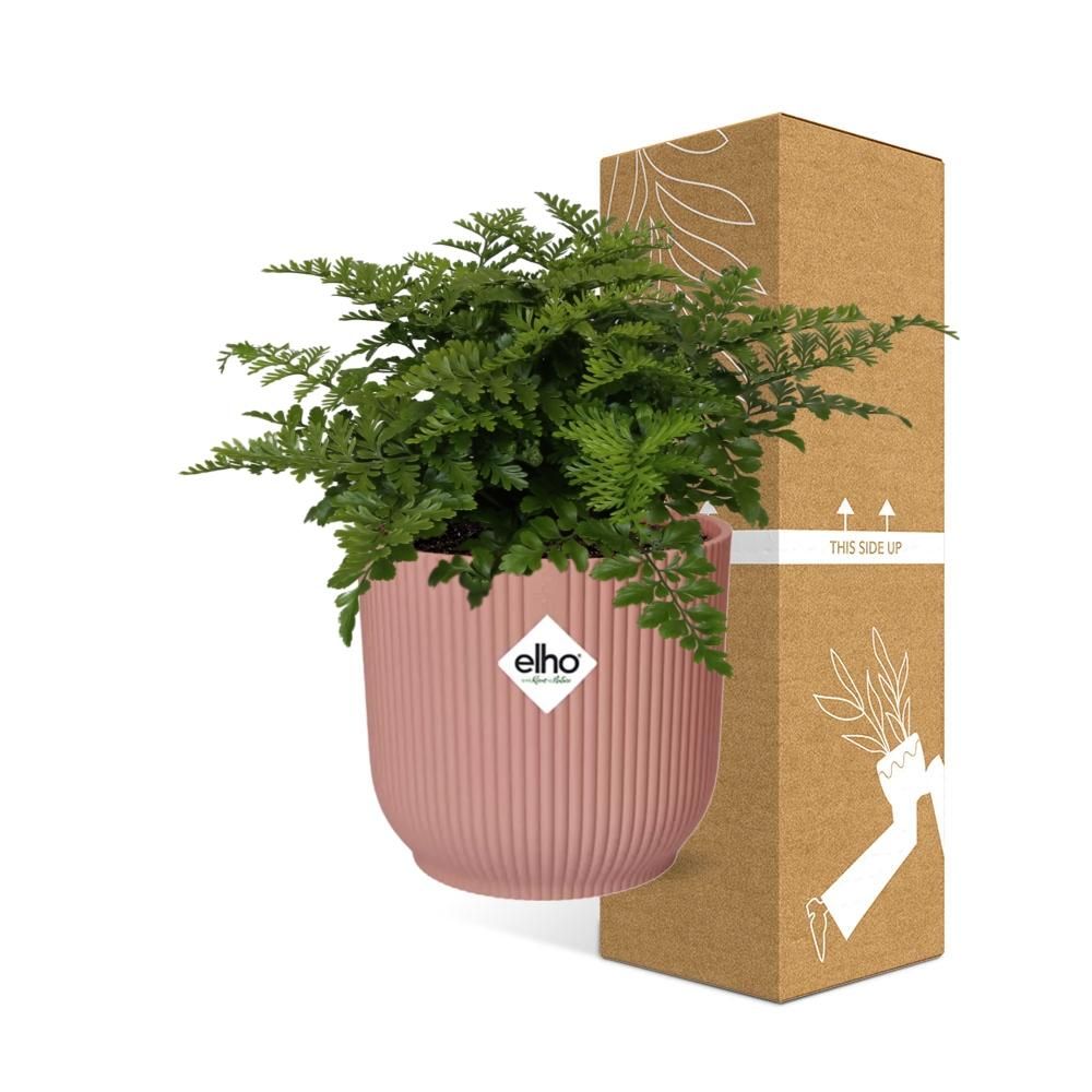 Asplenium Farnkraut in dekorativem ELHO Vibes Fold Topf