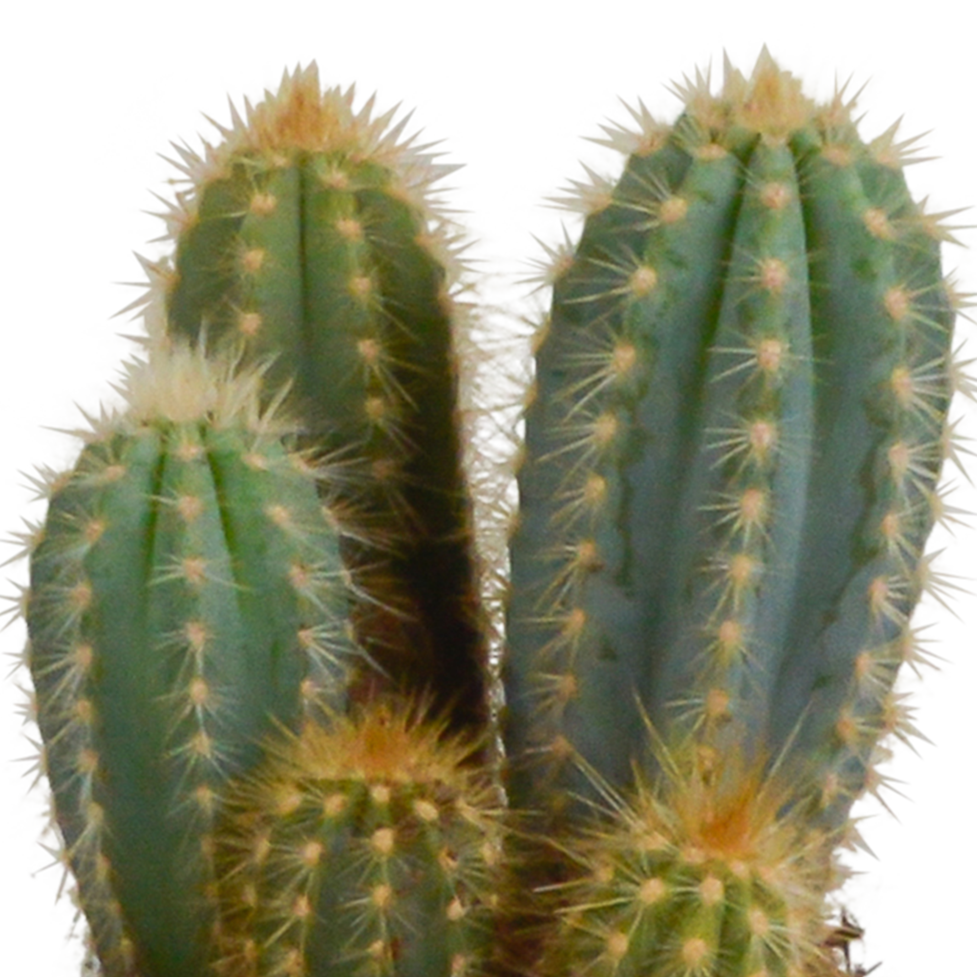 Cereus Säulenkakteen Mix in Weißem Topf