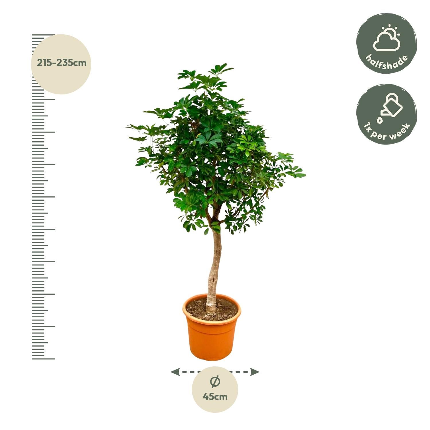 Schefflera Strahlenaralie auf Stamm Indoorpflanze
