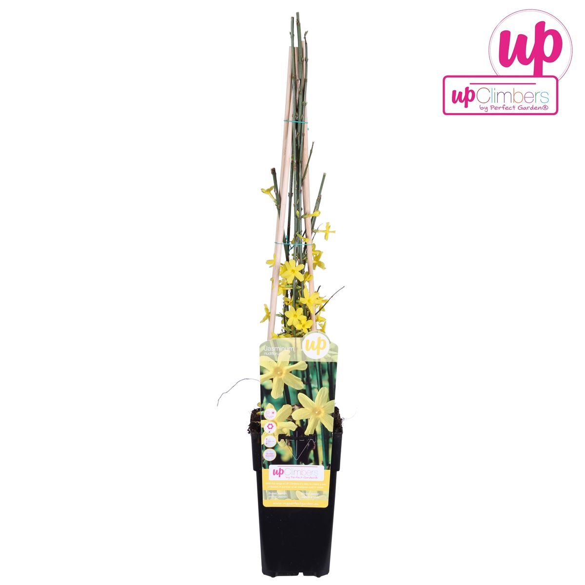 Winterblühender Jasminum Kletterstrauch