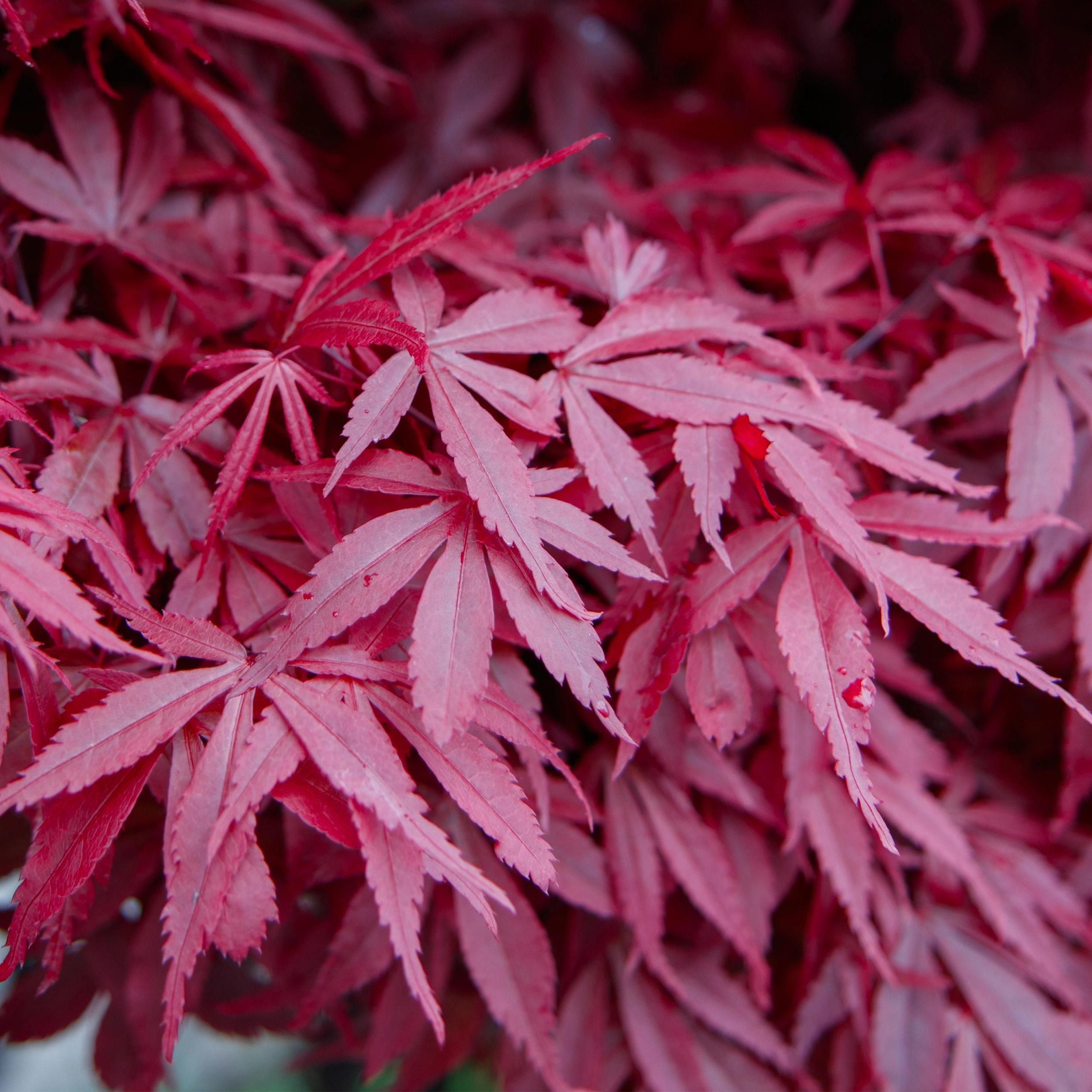 Japanischer Ahorn (Acer palmatum Skeeter's Broom) – Lila – Laubabwerfend | 2er-Set | Topf 19cm Höhe 70cm