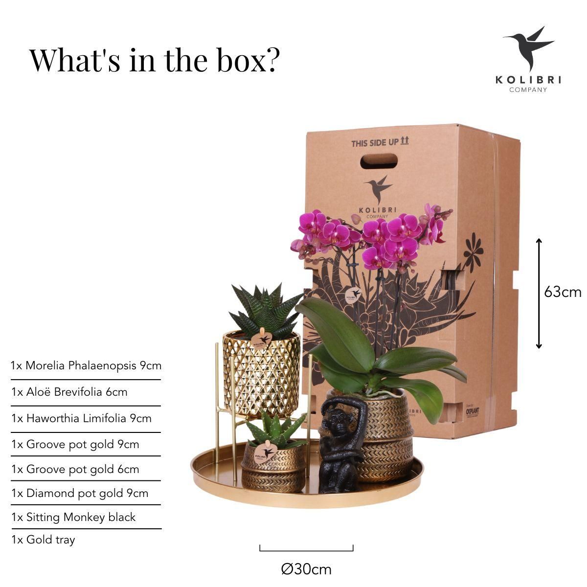 Phalaenopsis Orchidee Set Hotel Chic mit Sukkulenten