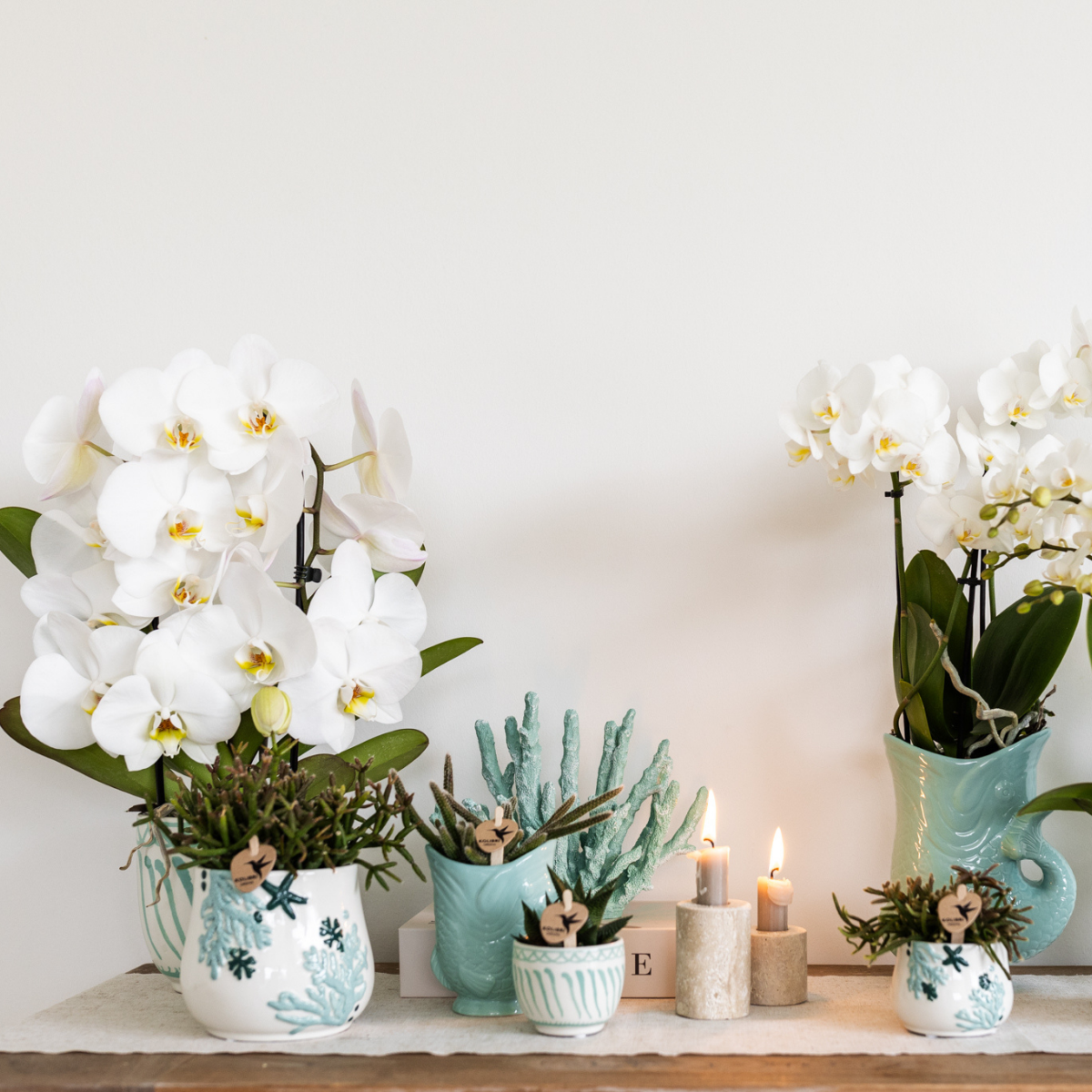 Orchidee | Phalaenopsis | Granada | Türkis | 6cm Topf