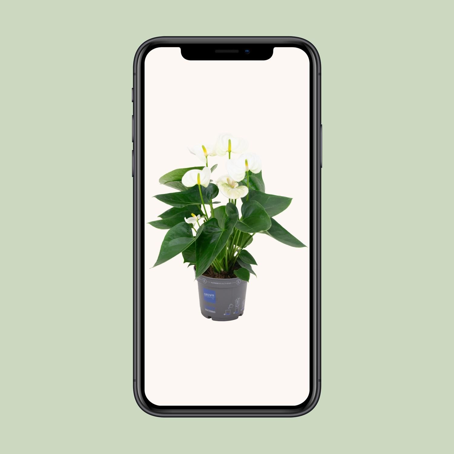 Anthurium White - Elegante Zimmerpflanze mit Herzblättern