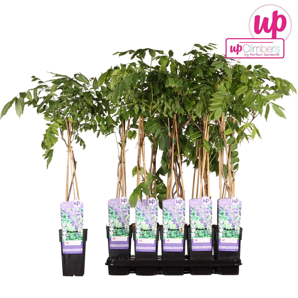 Glyzinie Wisteria sinensis – Blaue Kletterpflanze