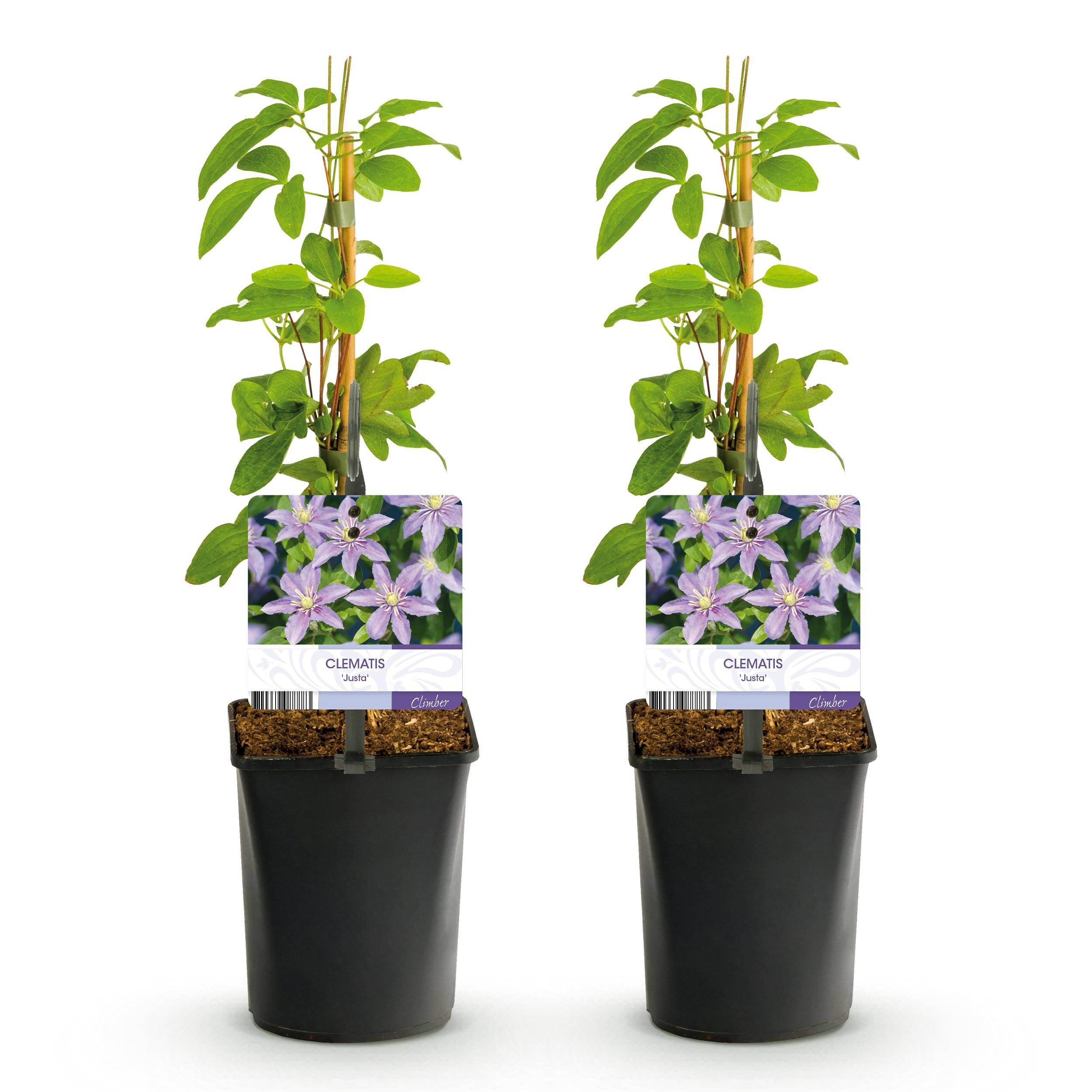 Clematis Justa – Kletterpflanze – Hellblaue Blüten – Wenig Pflege – 2 Pflanzen