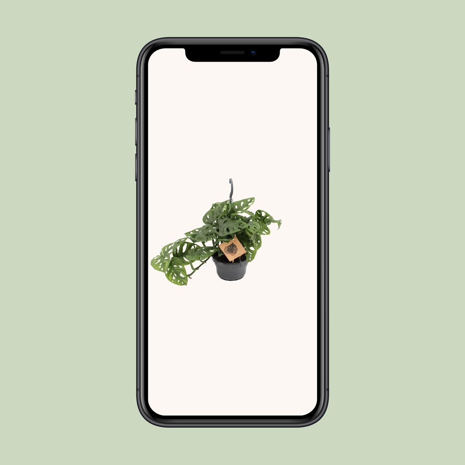 Monstera Monkey Zimmerpflanze