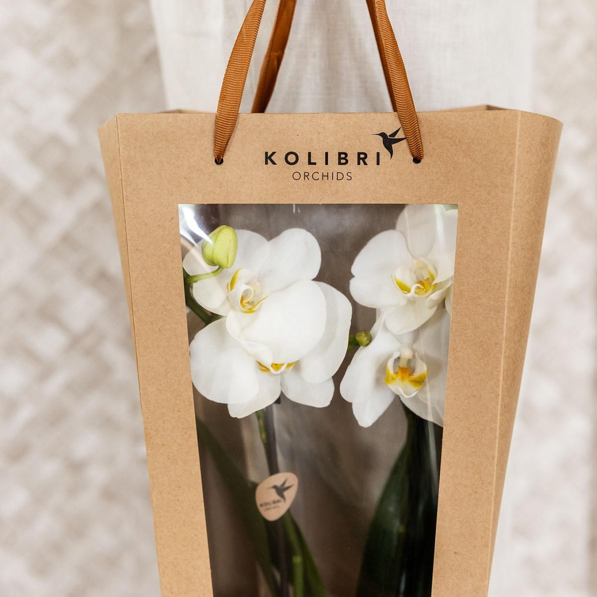 Geschenktasche für Orchidee – Mit dekorativem Topf 9cm