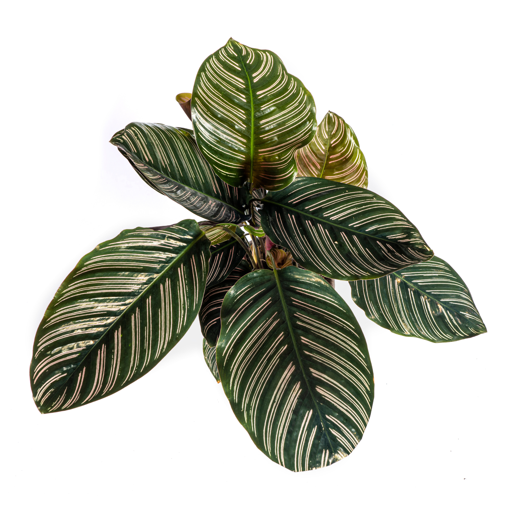 Calathea Ornata Sanderiana Ø17cm | 40-50cm Höhe | Dekorative Blätter