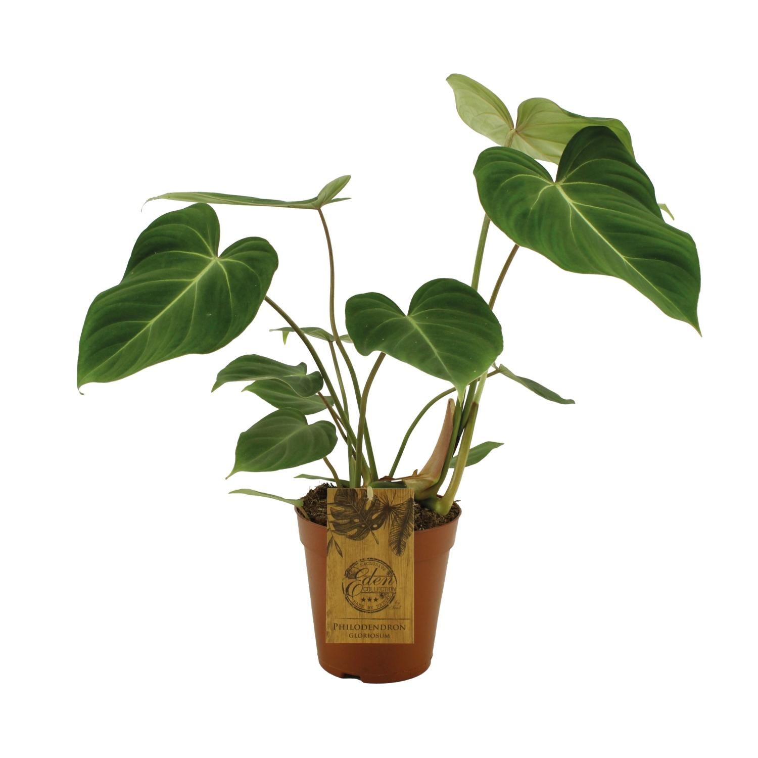 Philodendron Gloriosum Zimmerpflanze