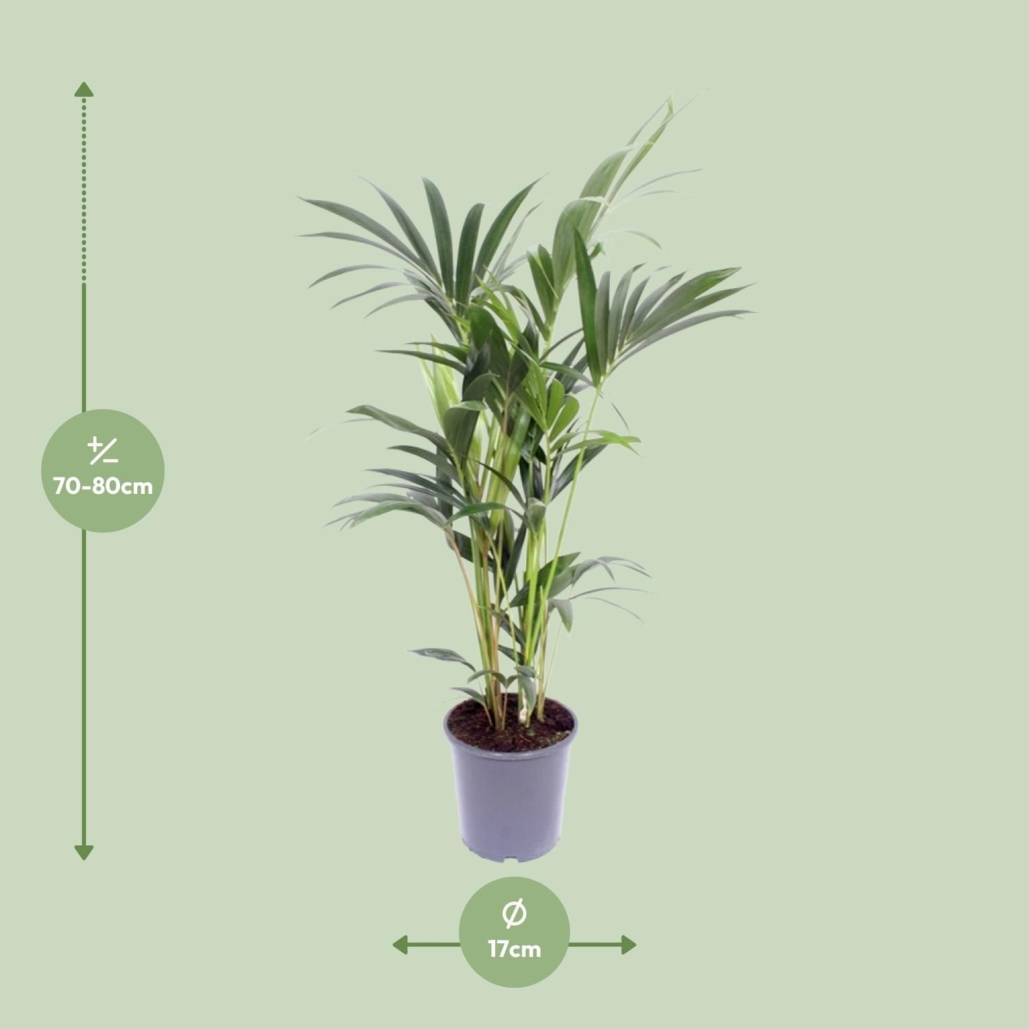 Kentia Palme Howea Forsteriana