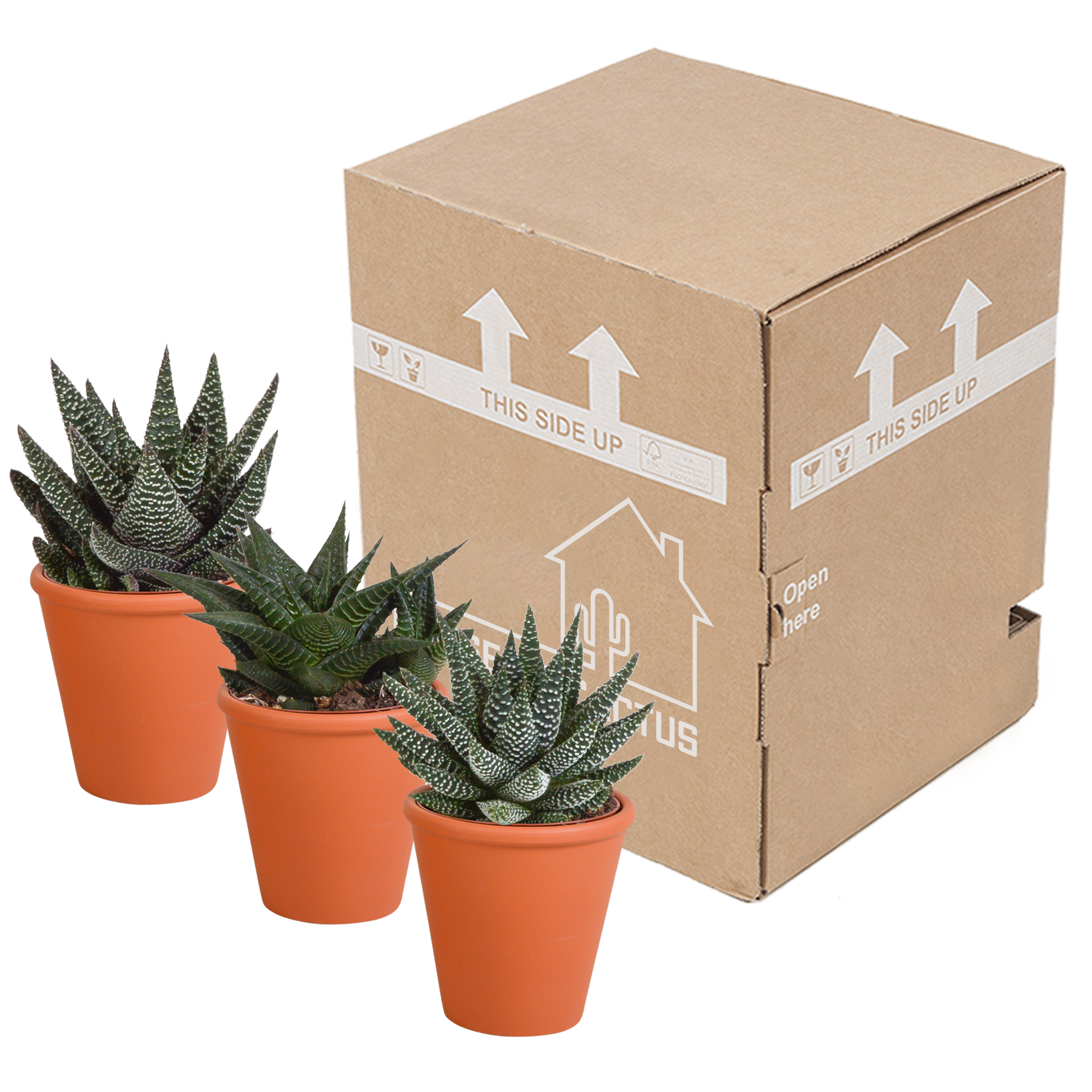 Gasteria und Haworthia Sukkulenten Mix