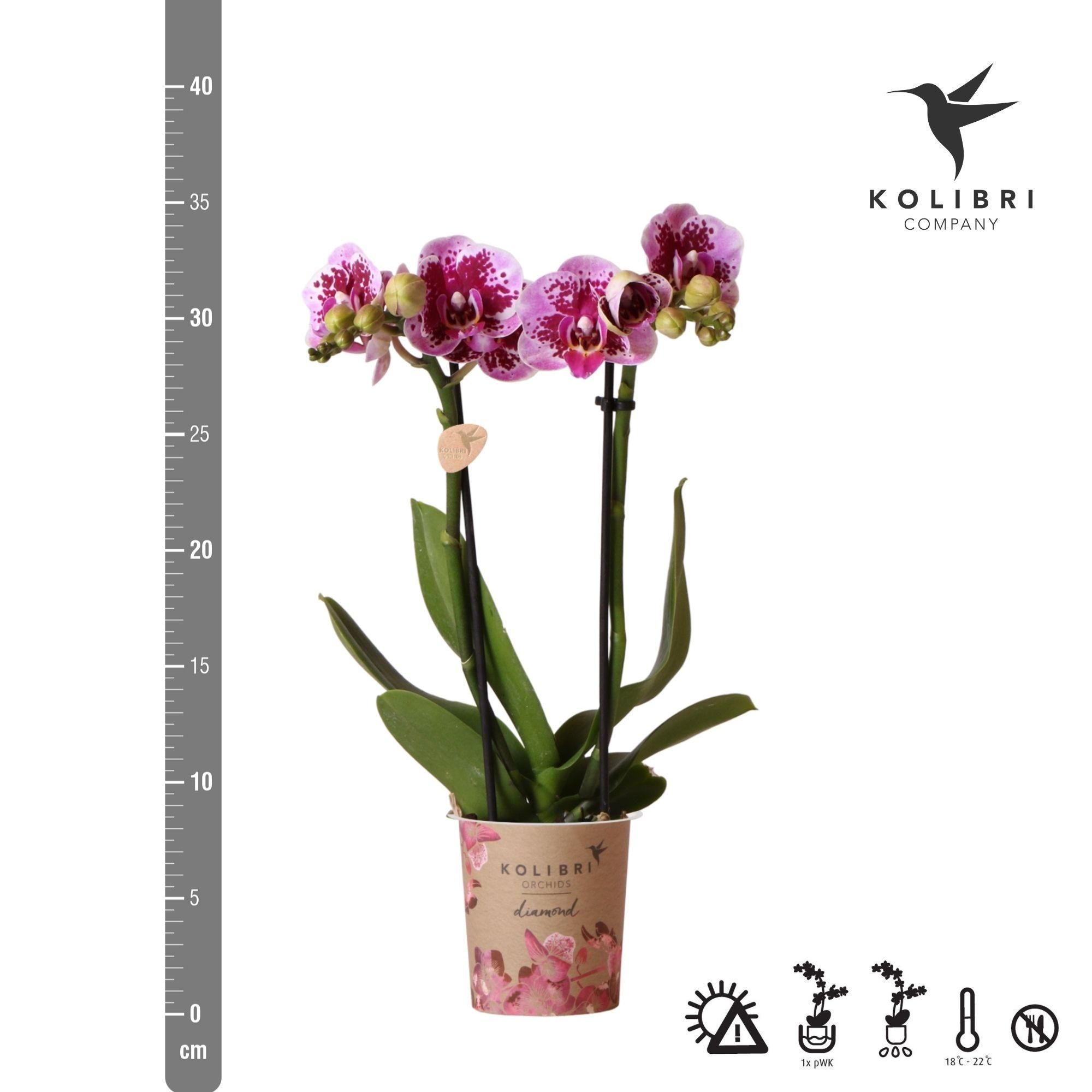 Kolibri Orchids Phalaenopsis Orchidee Diamond Linie | Rosa lila, Ø9cm Topf | Blühende Zimmerpflanze – Frisch vom Züchter