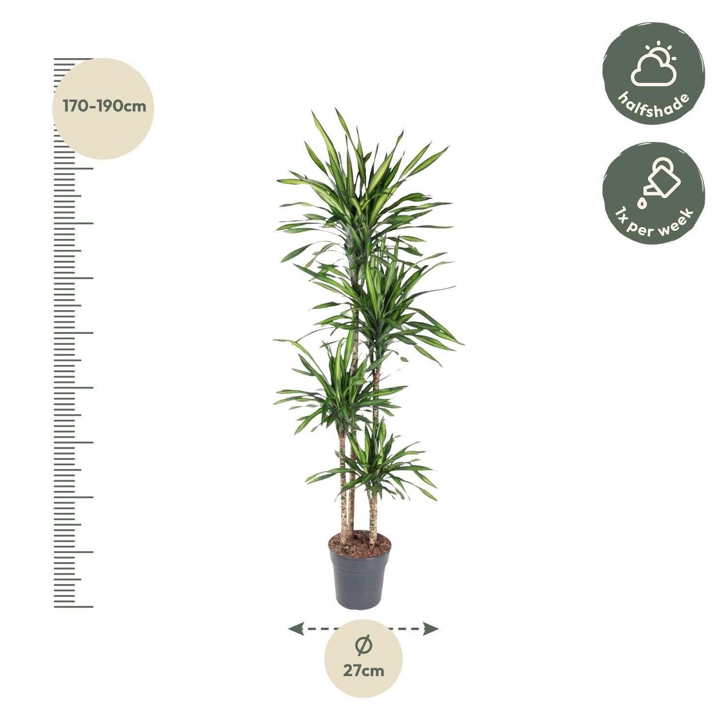 Dracaena Riki elegante Zimmerpflanze