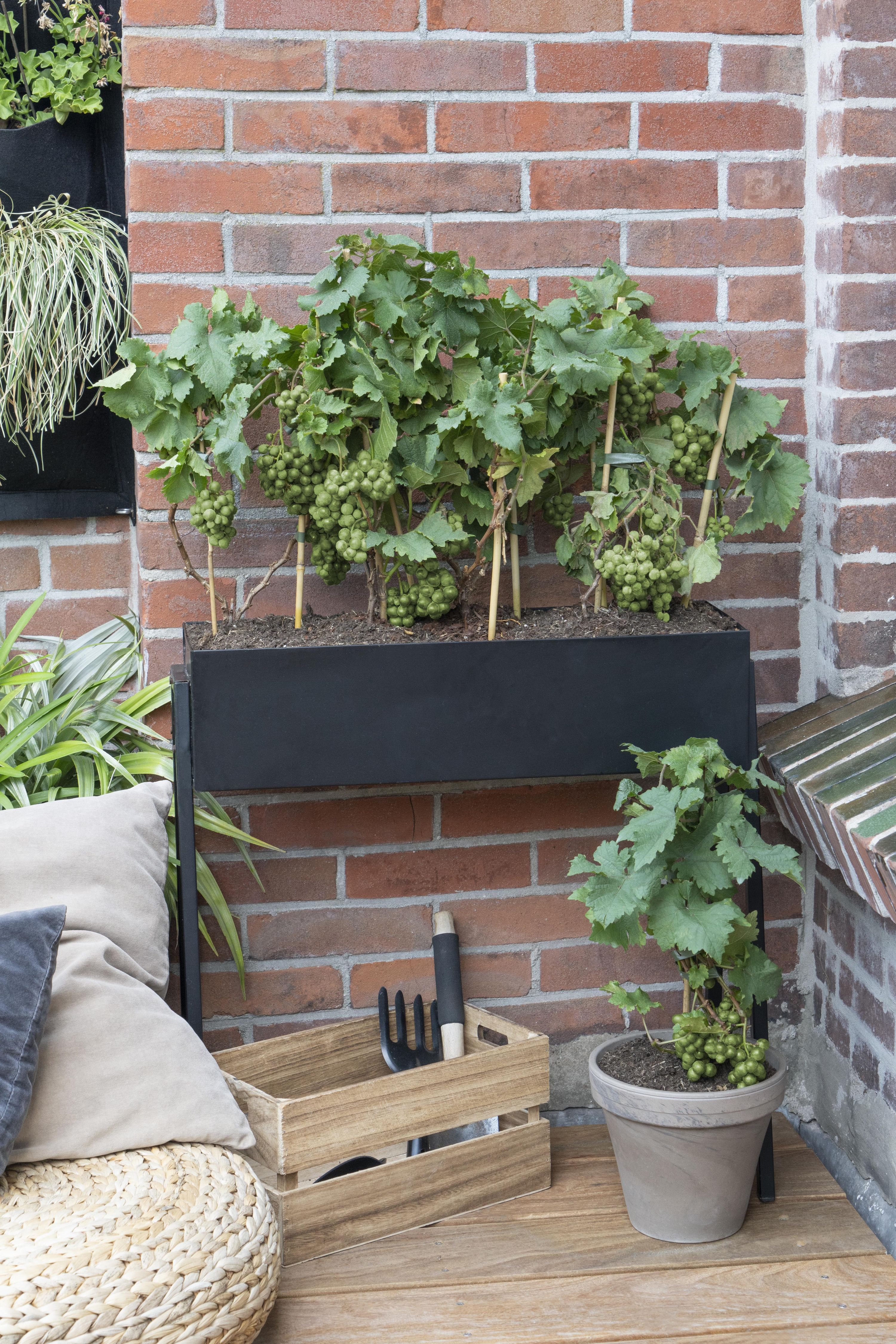 Vitis Pixie Riesling Zwergtraube im Topf