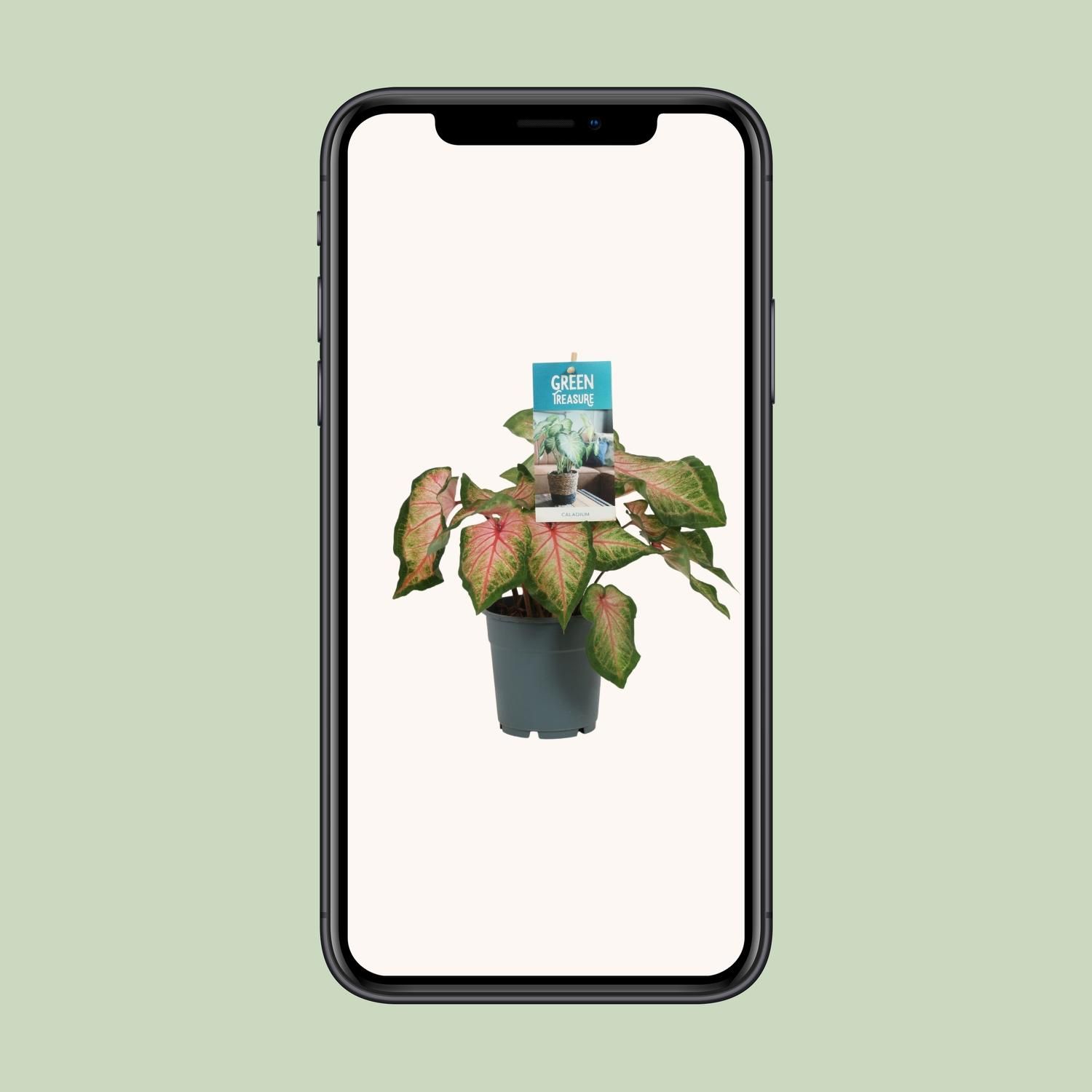Caladium Zimmerpflanze mit rosa Blättern