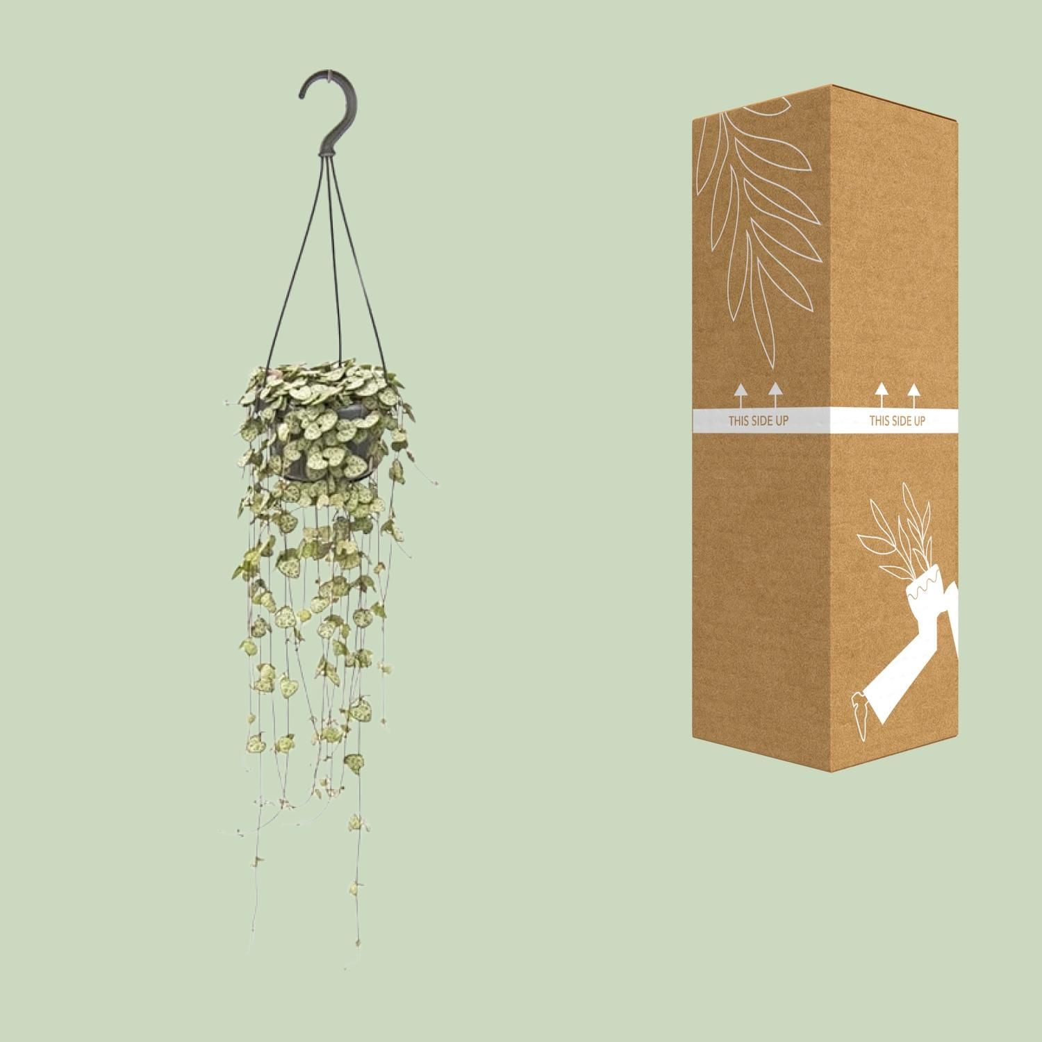 Ceropegia Woodii Hängend Zimmerpflanze