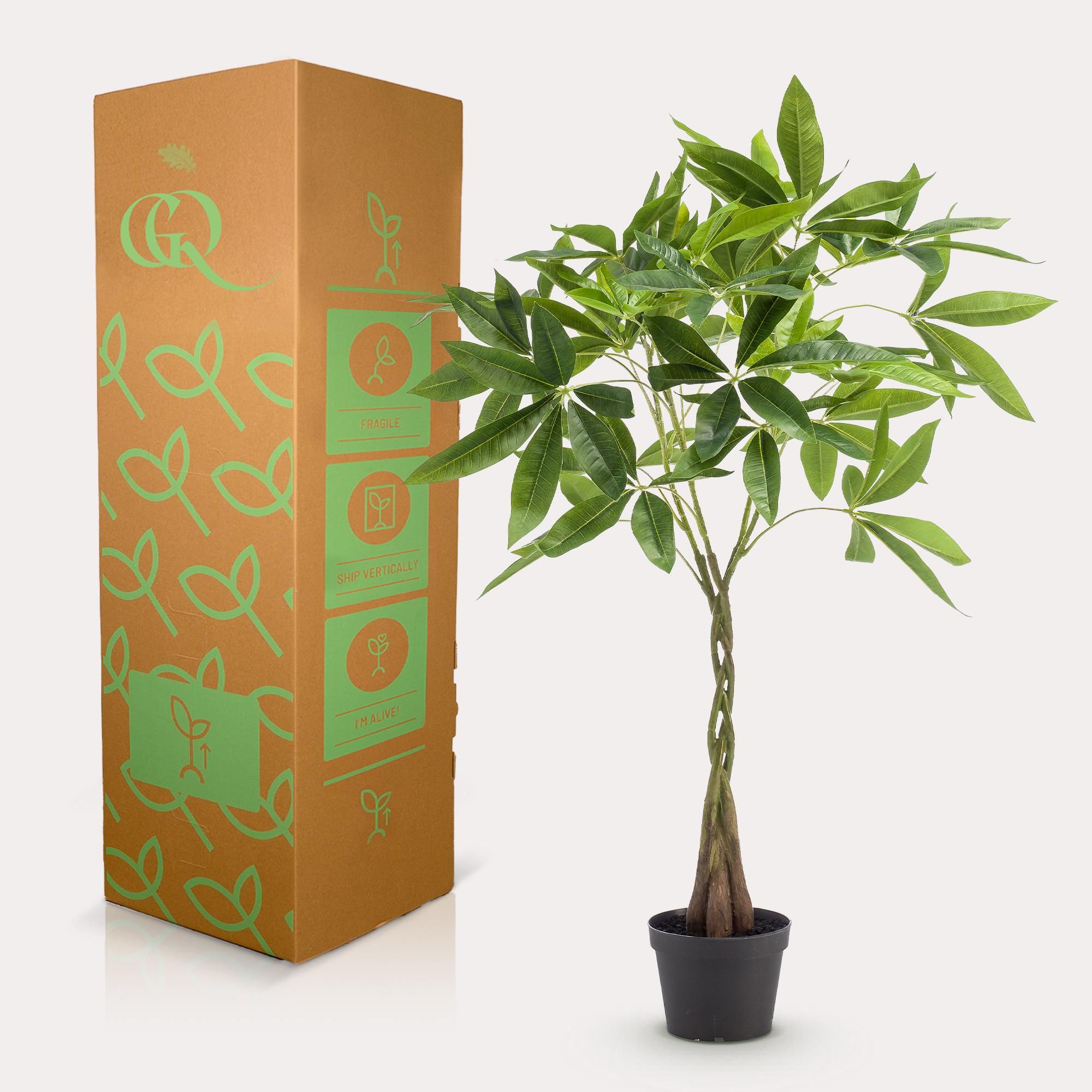 Kunstpflanze Pachira Aquatica – Geldbaum – 90cm Hoch – Täuschend Echt