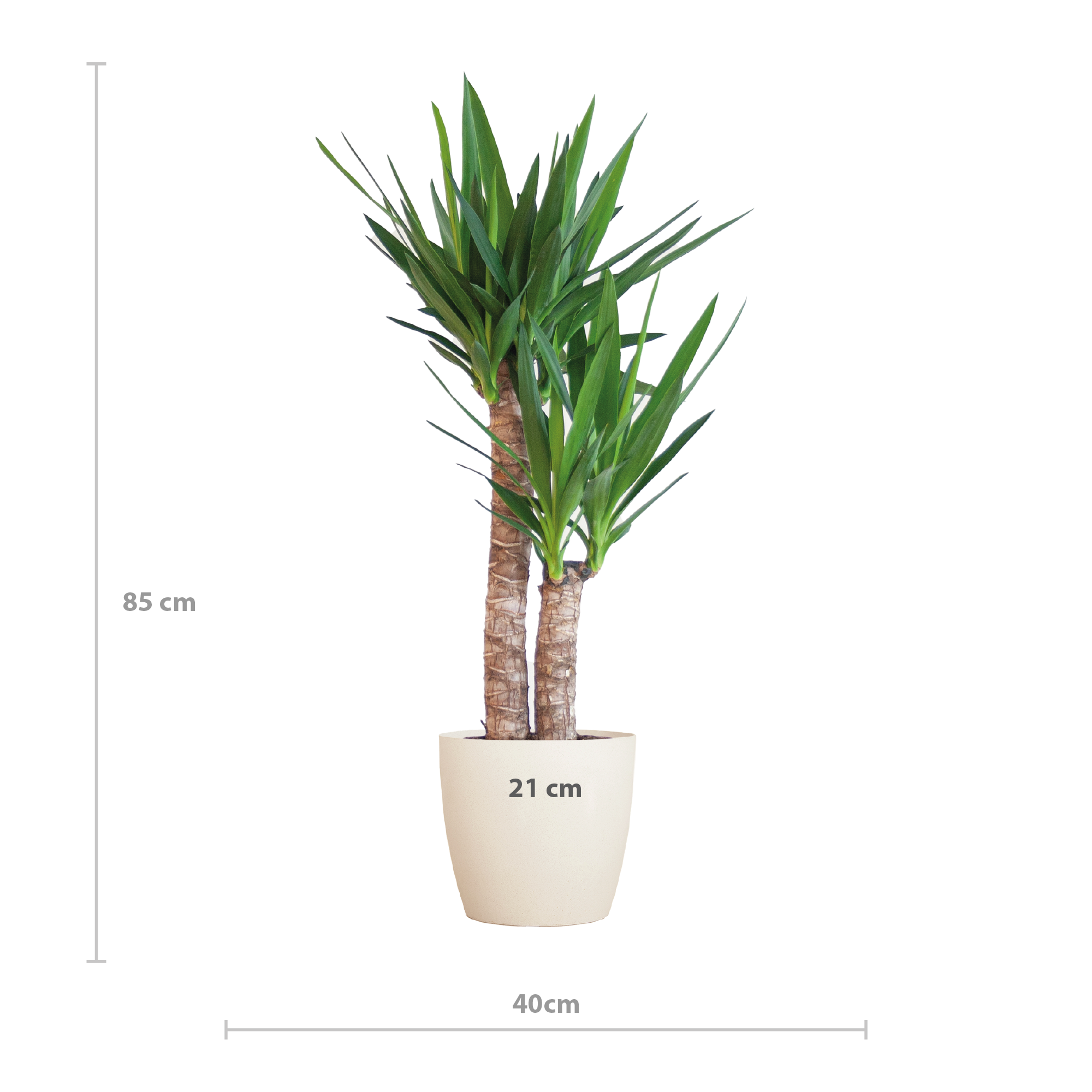 Yucca Elephantipes – Zimmerpflanze – 90cm – Ø21
