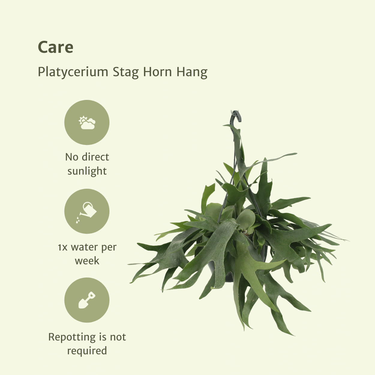 Platycerium Geweihfarn Hängepflanze