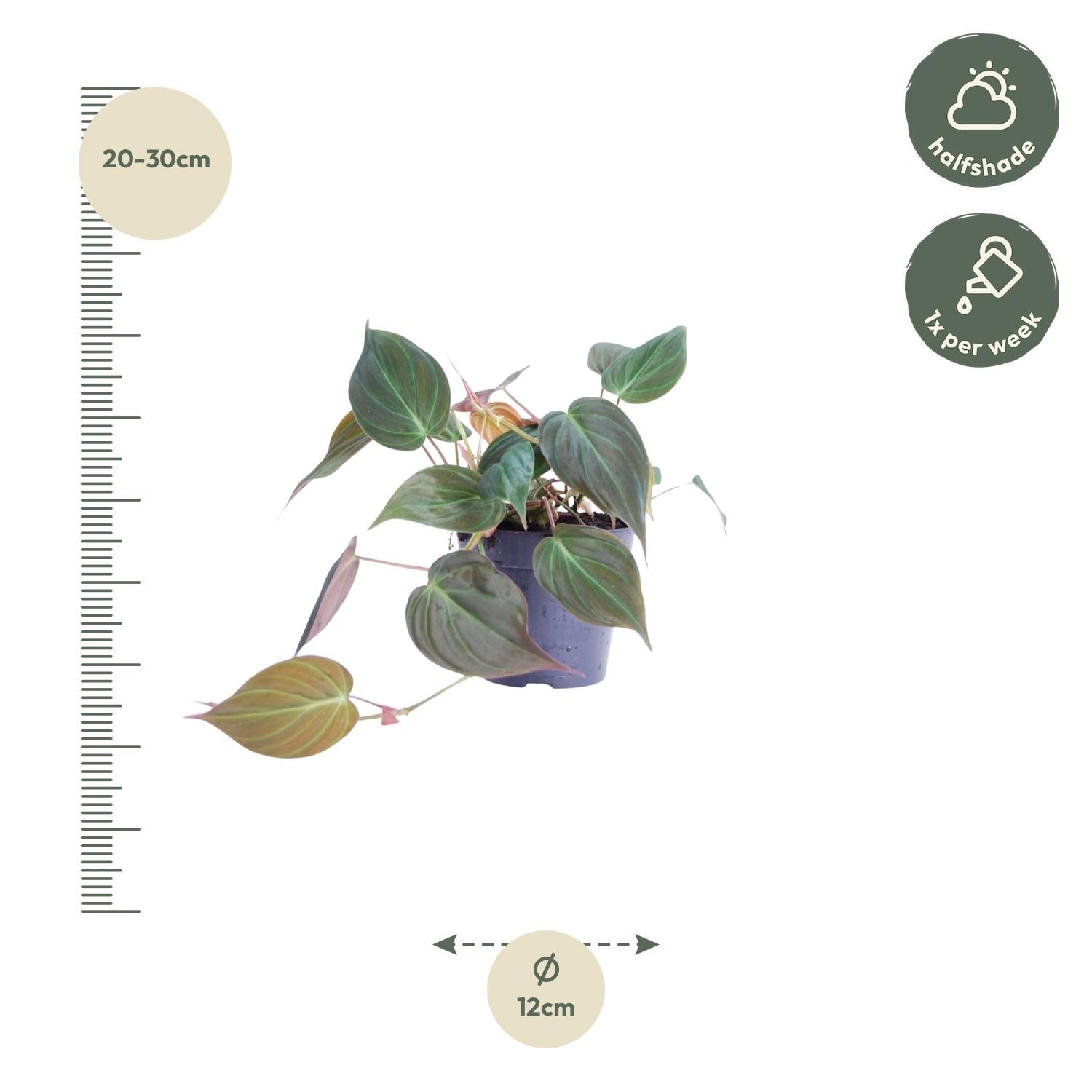 Philodendron scandens Micans elegante Hängepflanze