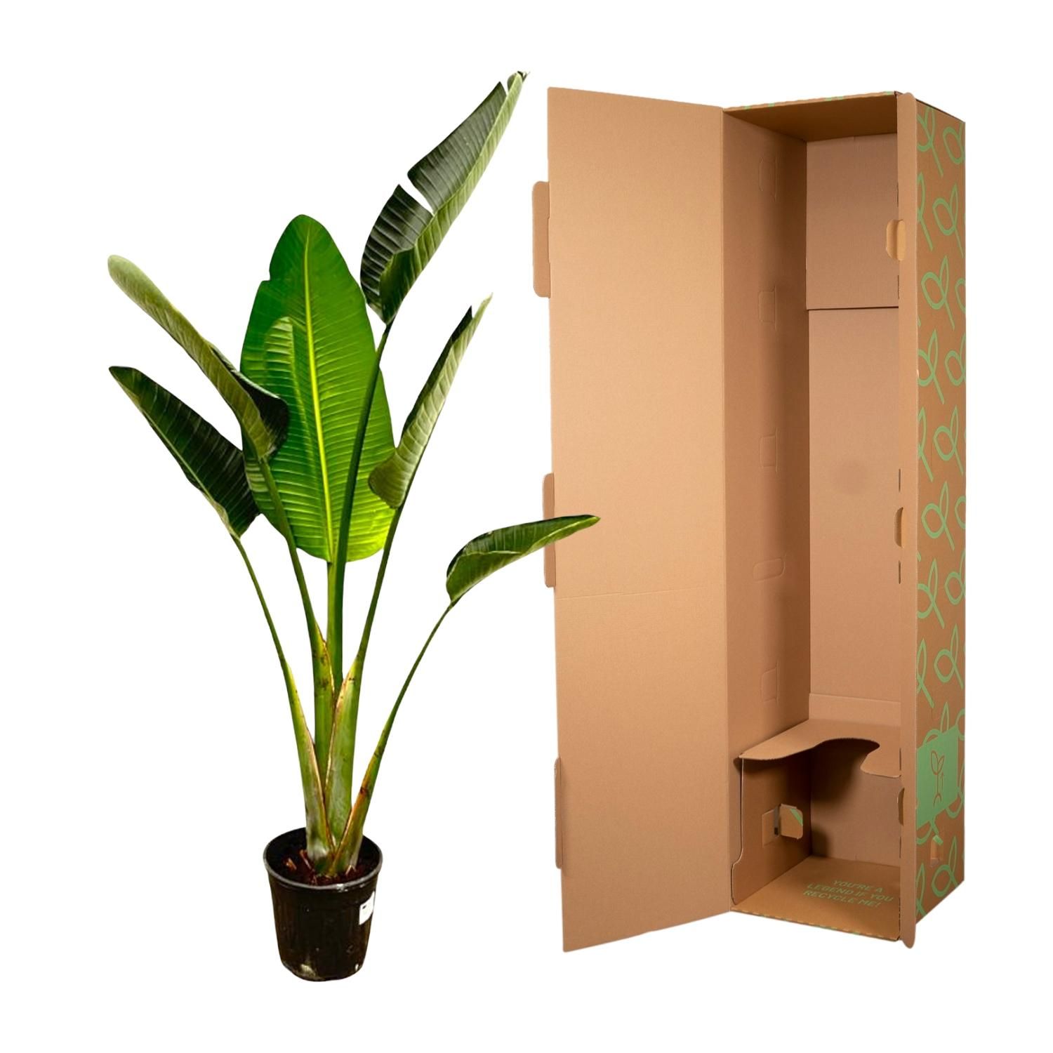 Strelitzia Augusta - Weiße Paradiesvogelpflanze