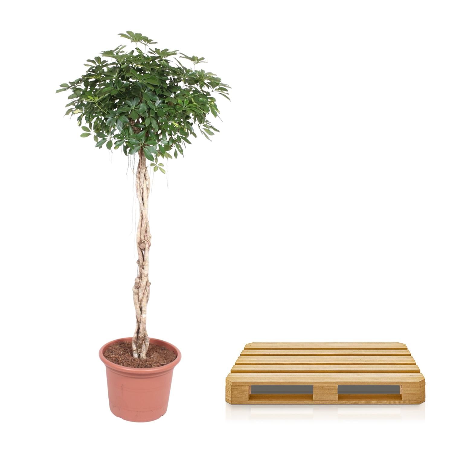 Schefflera Arboricola Compacta Zimmerpflanze mit geflochtenem Stamm