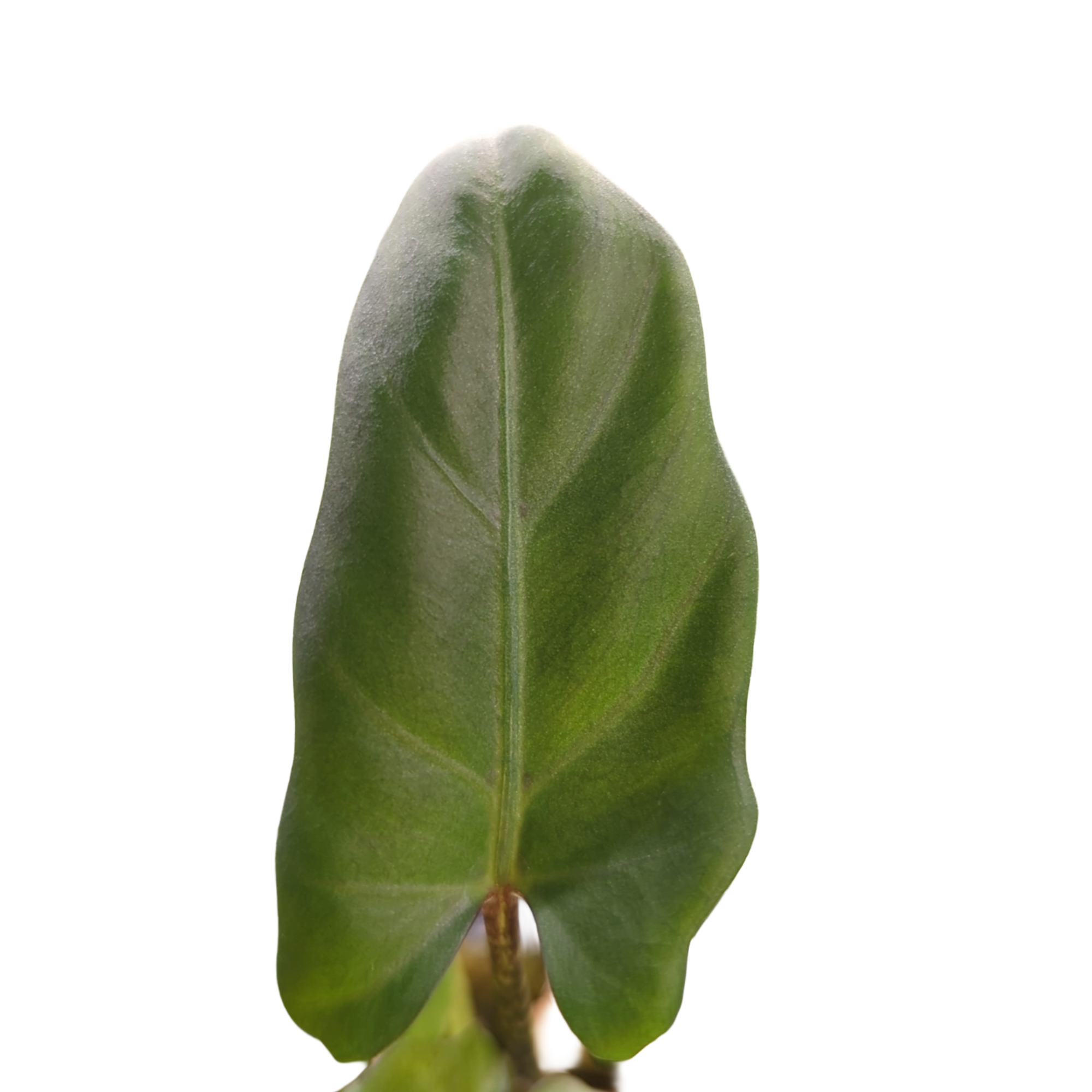 Alocasia lauterbachiana + selbstbewässernder Übertopf